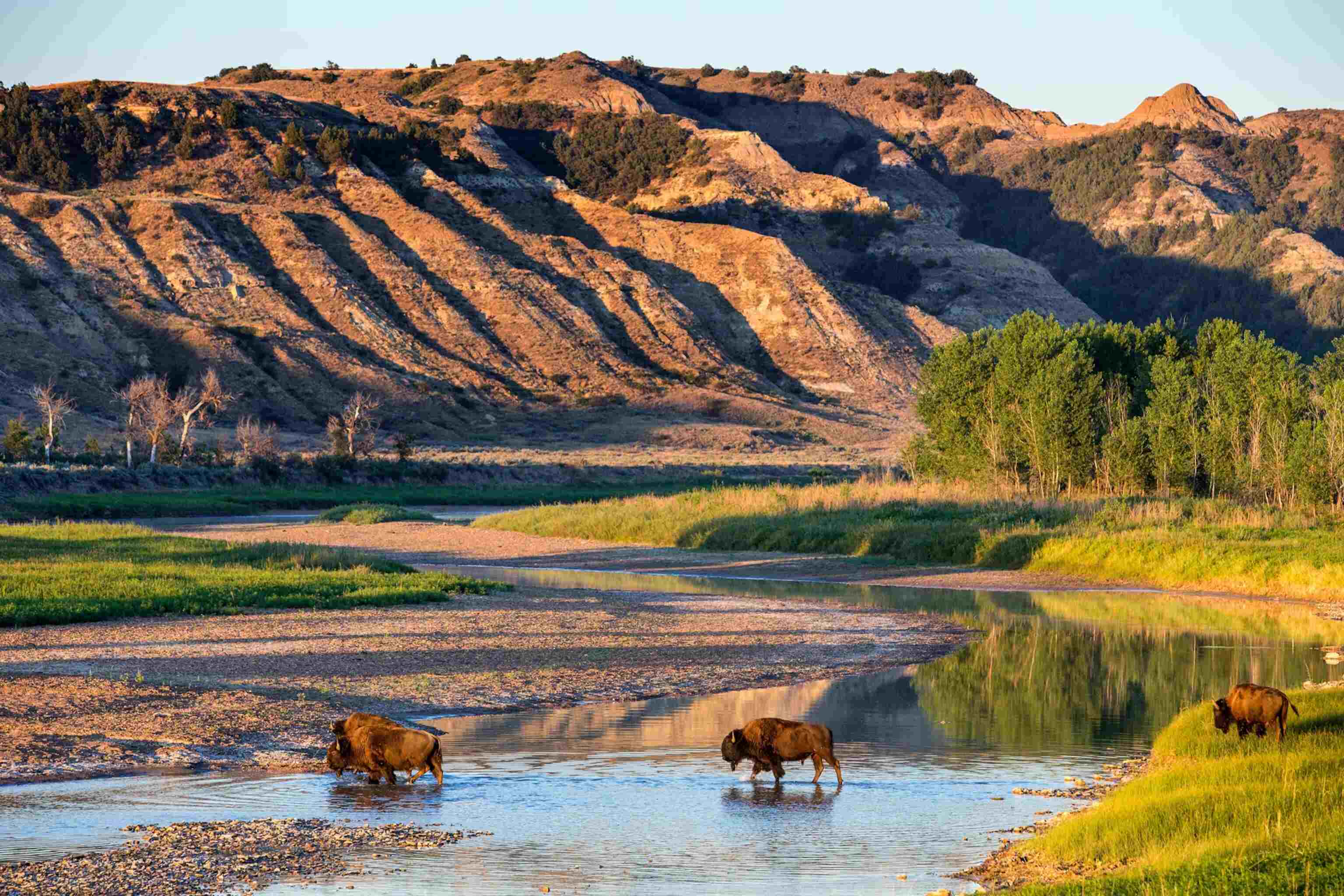 Secret-Bison-Wallows-In-Theodore-Roosevelt-National-Park secret-bison-wallows-in-theodore-roosevelt-national-park