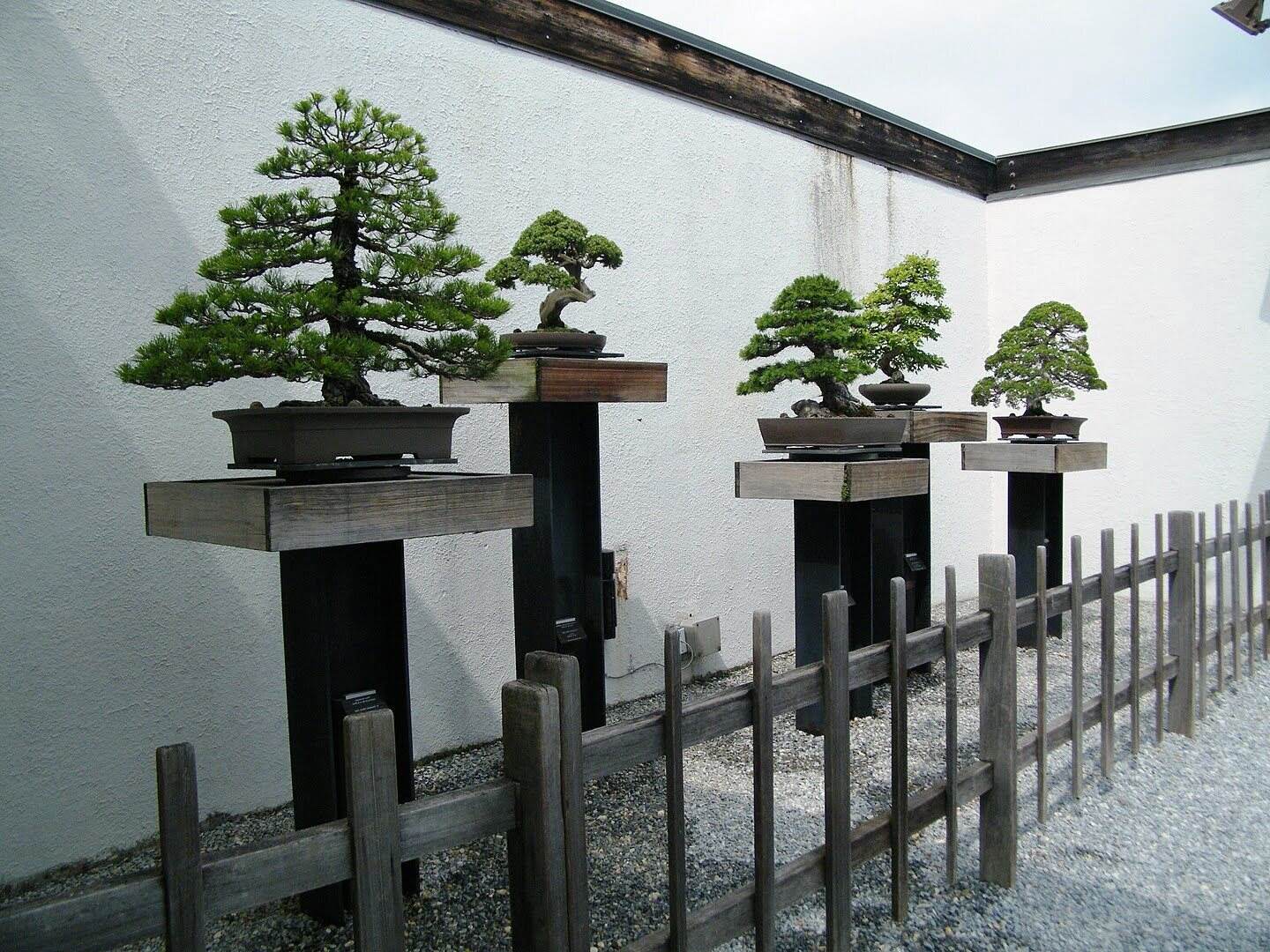 Secret-Bonsai-Gardens-Of-Washington-D.C.-Hidden-Miniature-Tree-Sanctuaries secret-bonsai-gardens-of-washington-d-c-hidden-miniature-tree-sanctuaries