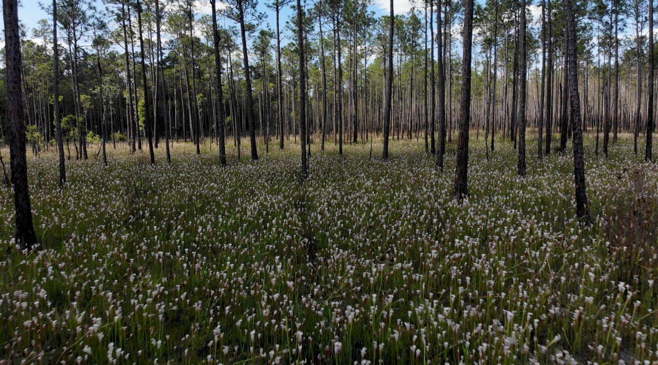 secret-carnivorous-plant-bogs-of-alabama
