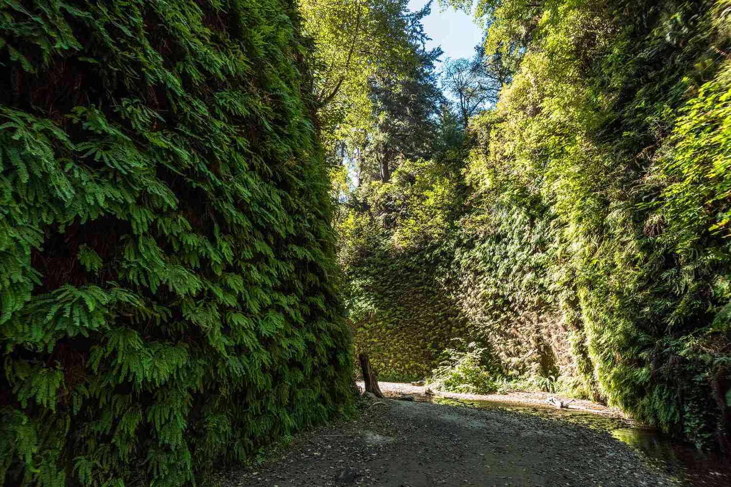 Secret-Fern-Walls-Of-The-Pacific-Coast secret-fern-walls-of-the-pacific-coast
