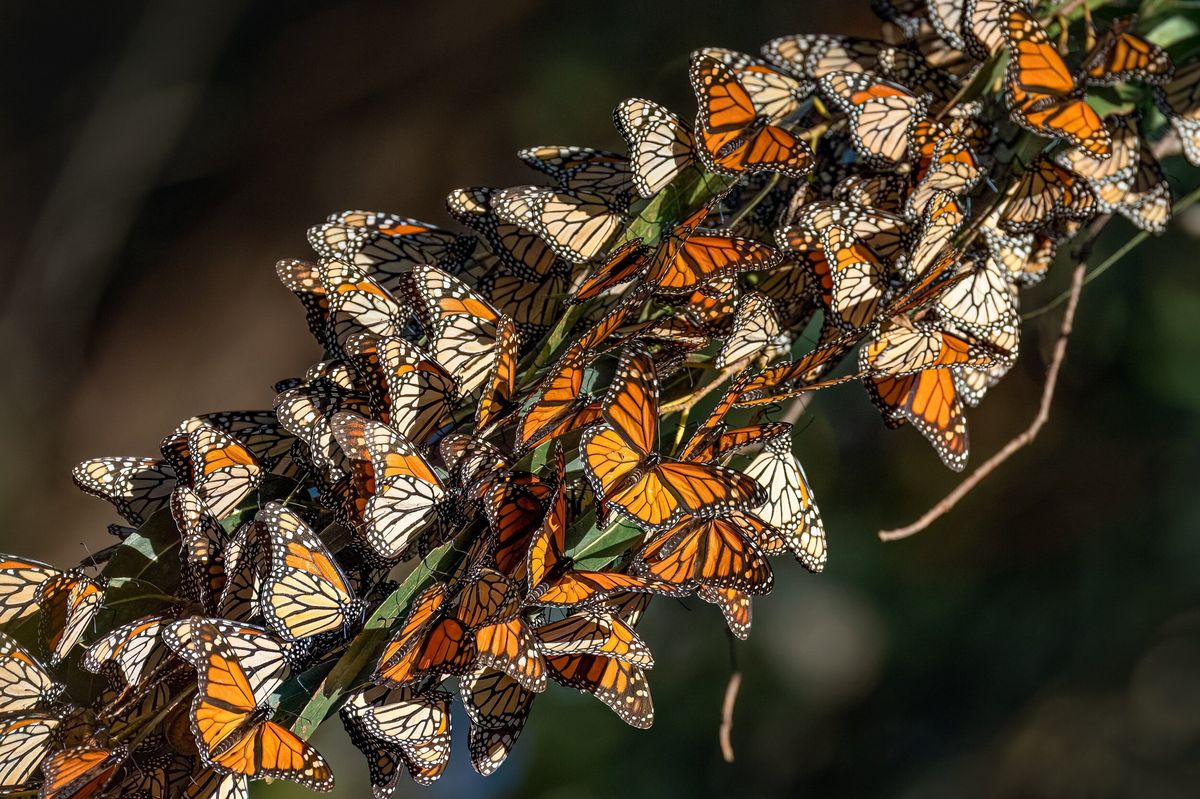 secret-groves-of-monarch-butterflies-in-california-touristsecrets