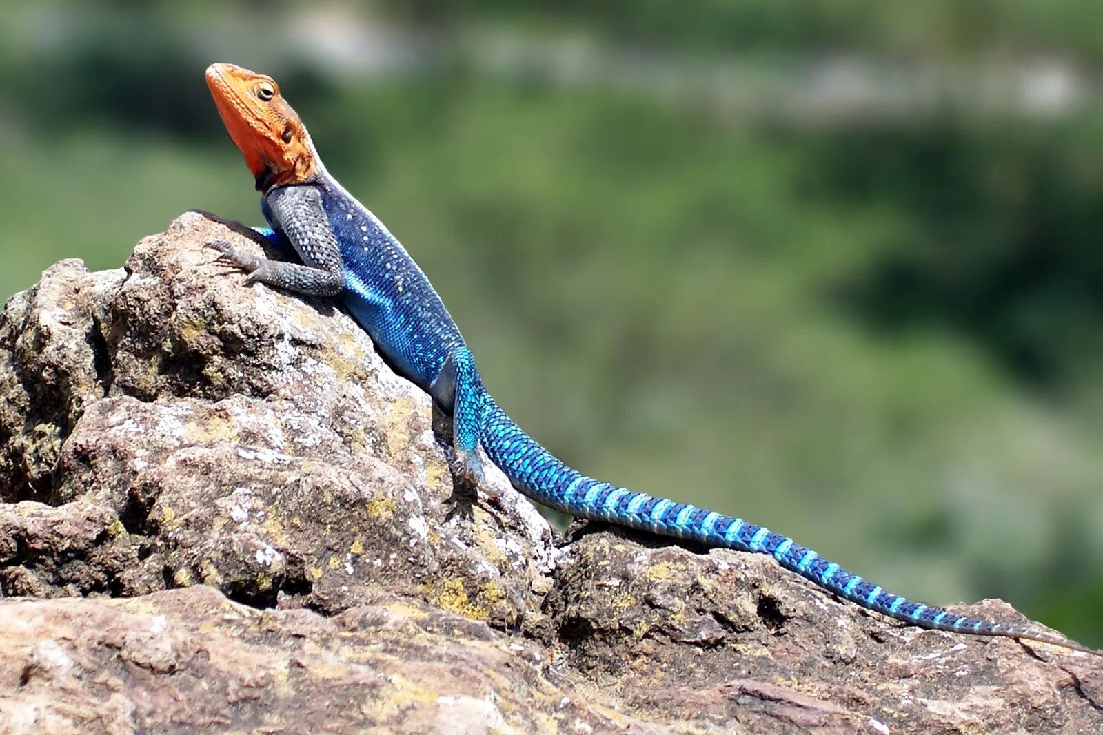 Secret-Habitats-Of-Rare-Lizards secret-habitats-of-rare-lizards