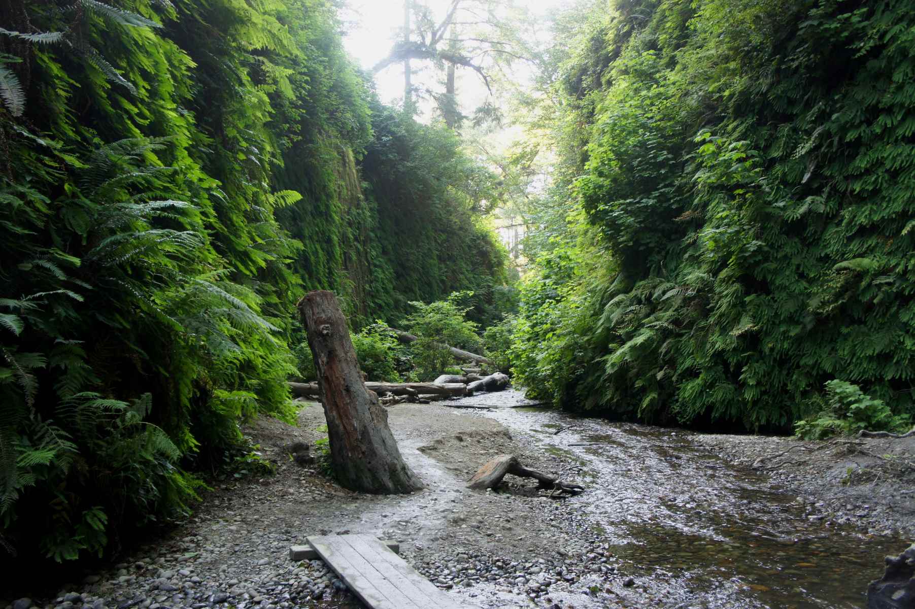secret-hanging-fern-walls-of-fern-canyon-california