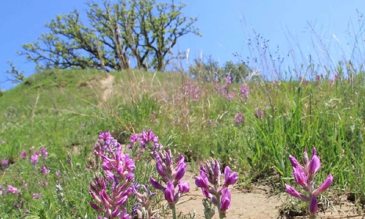 Secret-Hanging-Prairies-Of-The-Loess-Hills secret-hanging-prairies-of-the-loess-hills