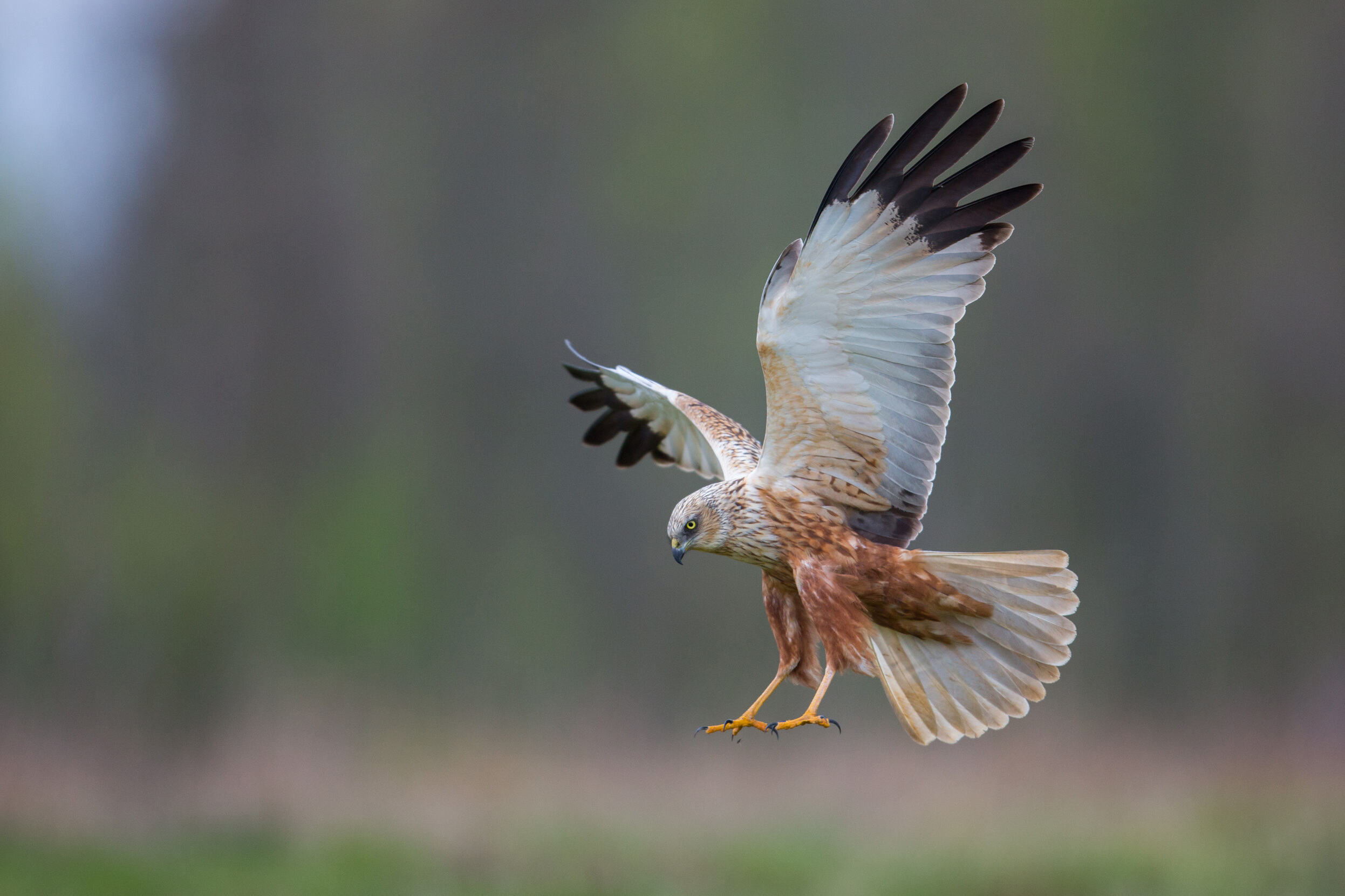 secret-harrier-hawk-heights-of-coastal-heathlands