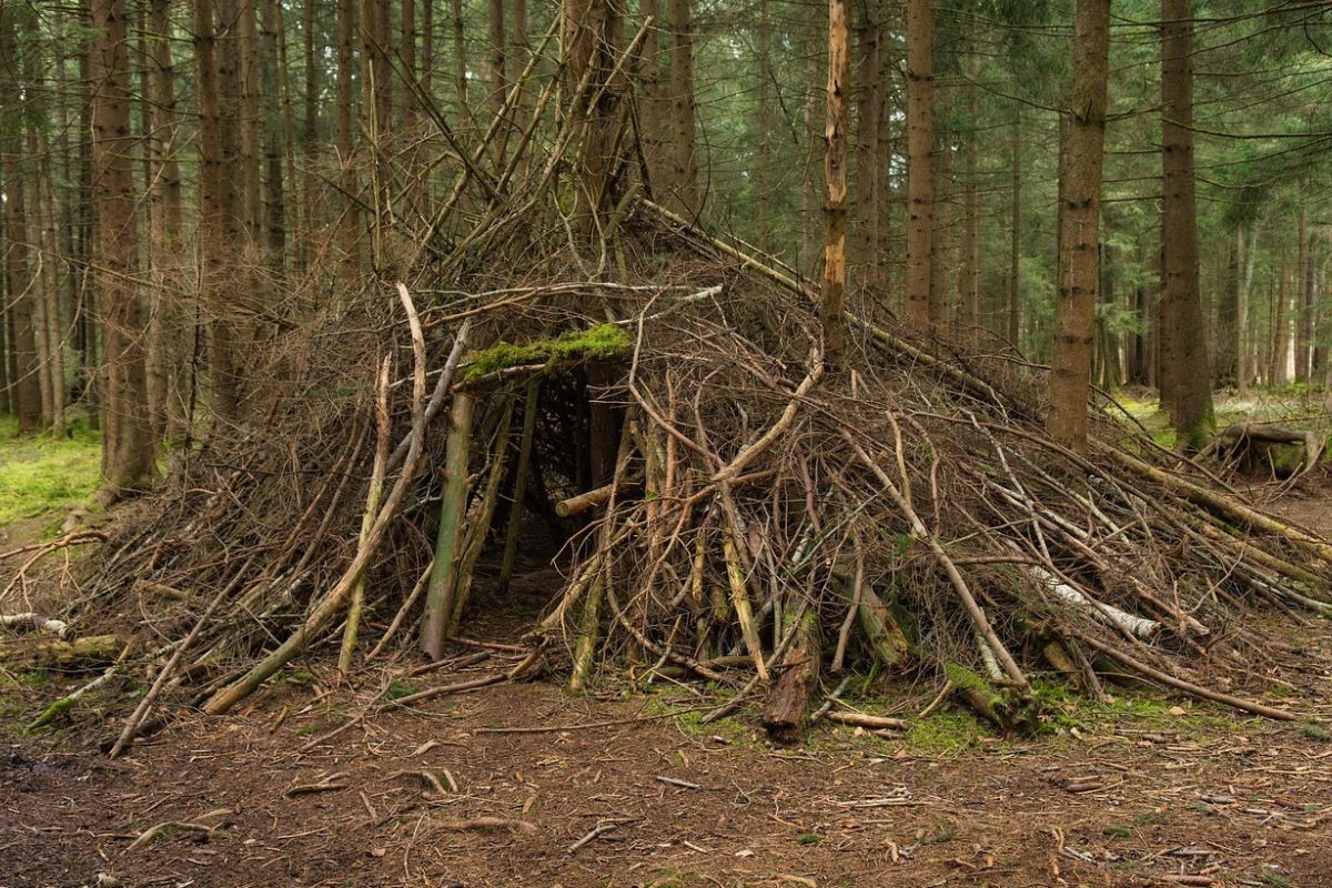 Secret-Harvestman-Hideouts-In-Forest-Debris secret-harvestman-hideouts-in-forest-debris