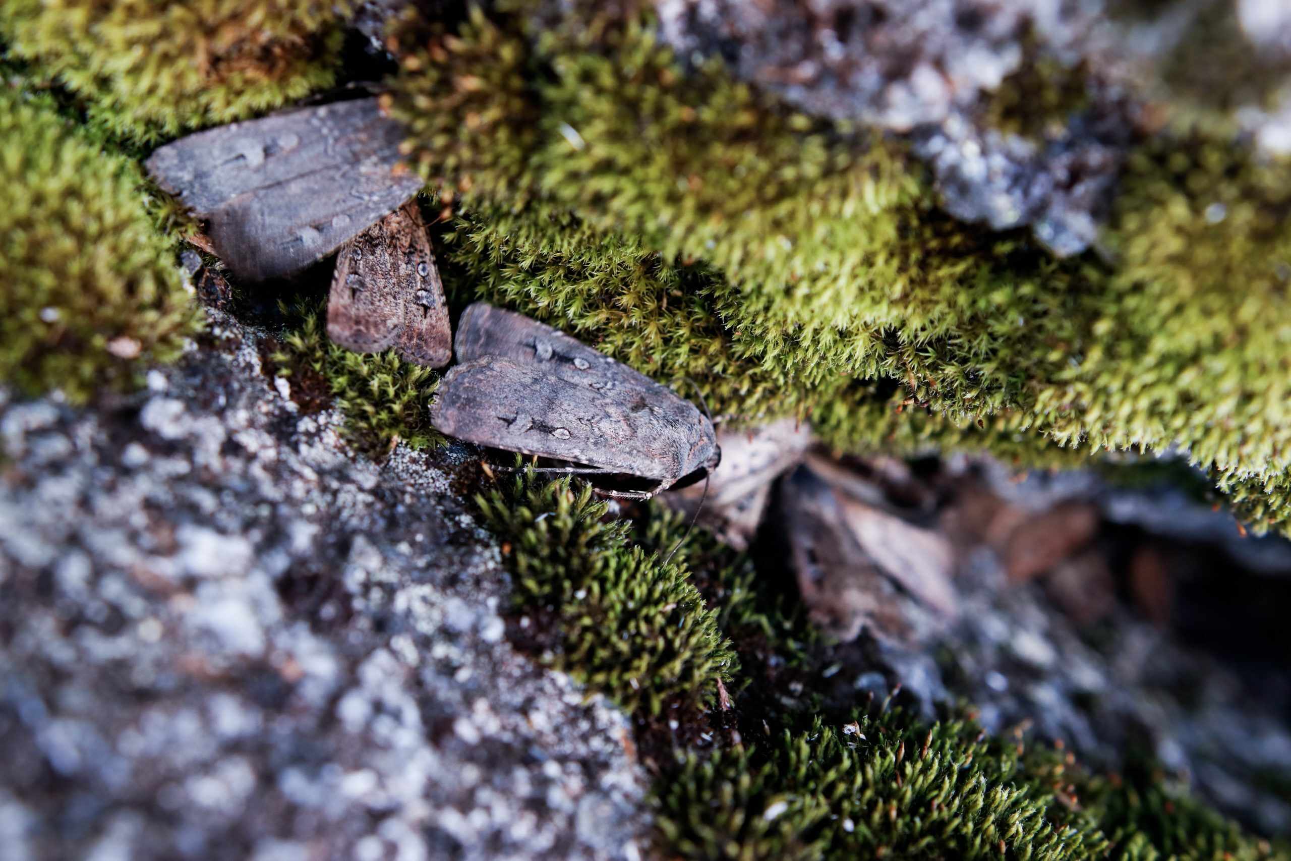 Secret-Harvestman-Hideouts-In-Mossy-Logs secret-harvestman-hideouts-in-mossy-logs