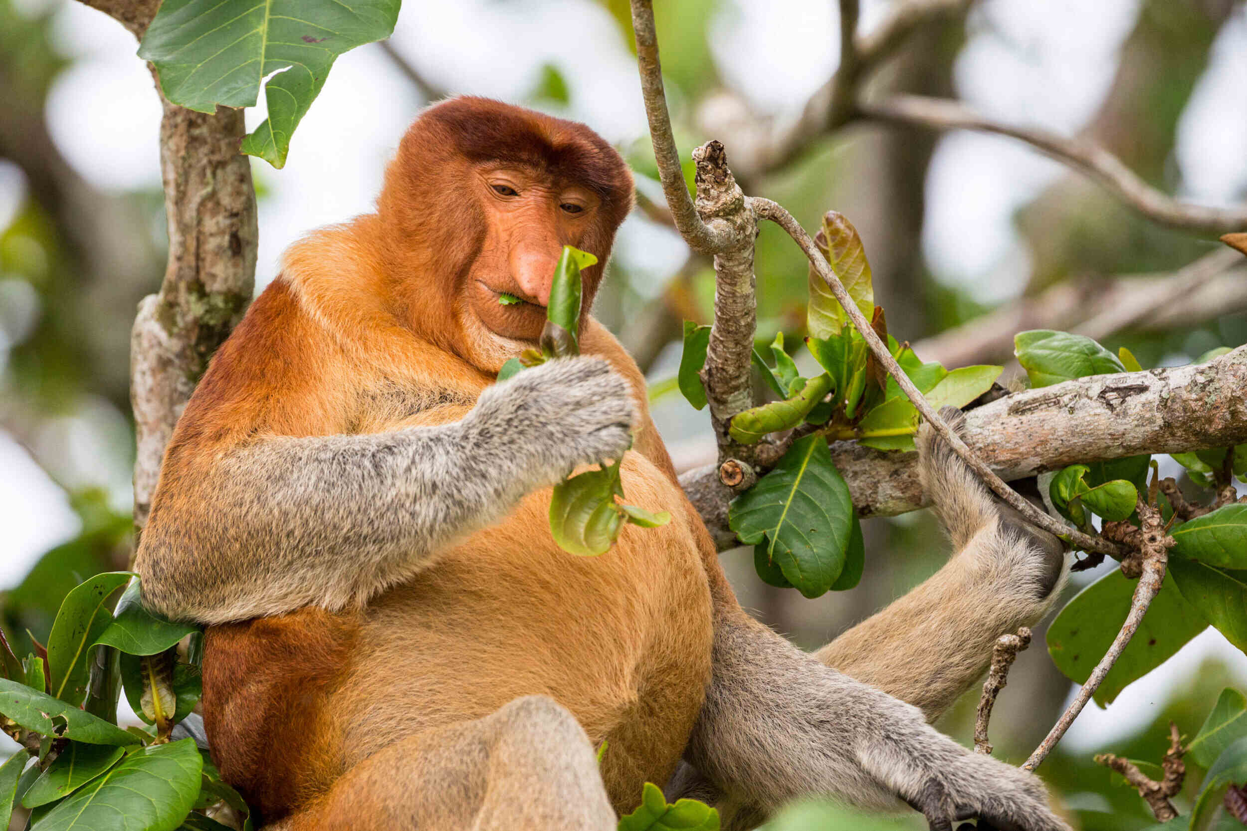 Secret-Haunts-Of-The-Rainforest-Howler-Monkeys secret-haunts-of-the-rainforest-howler-monkeys