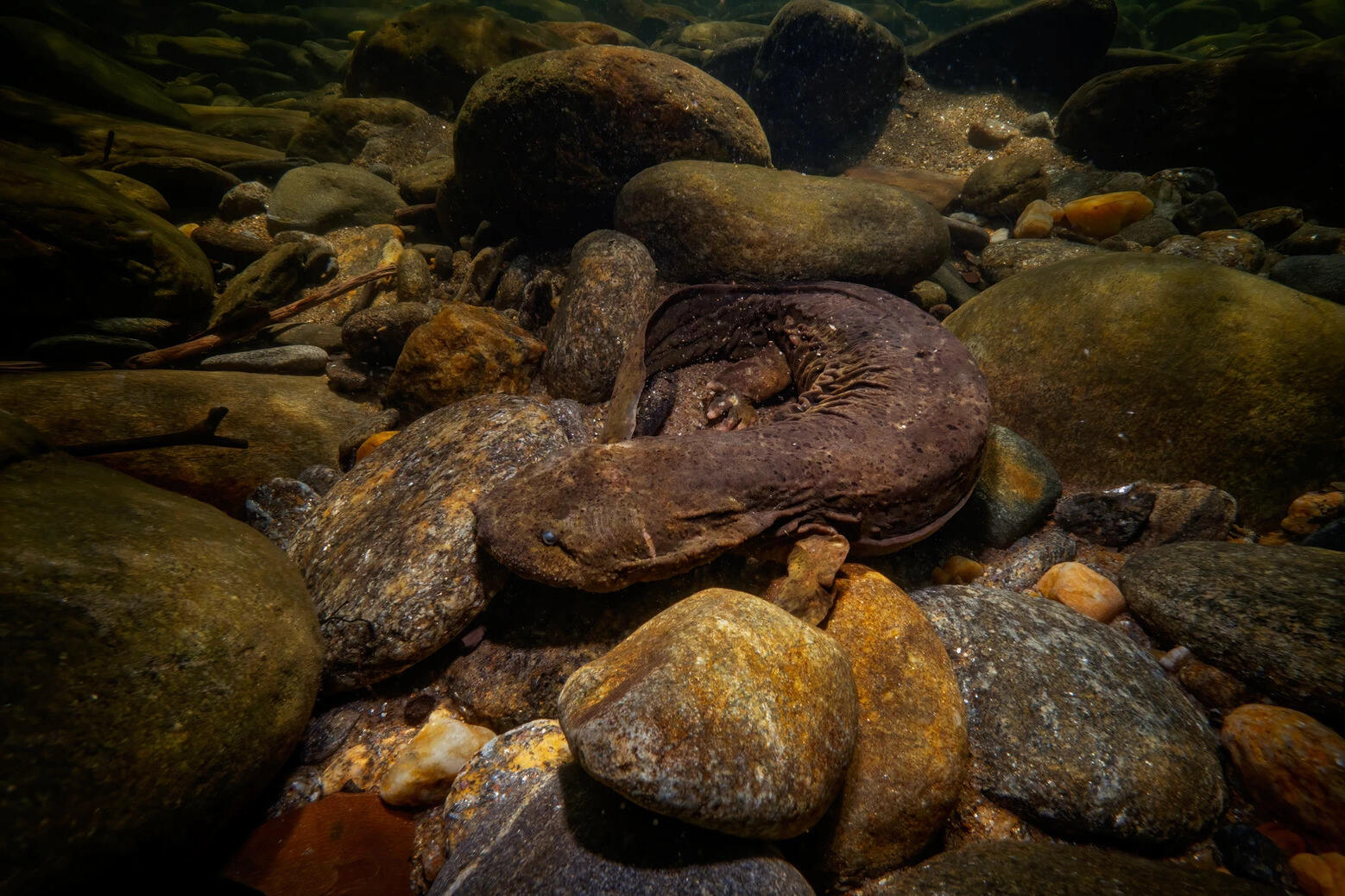 Secret-Hellbender-Hollows-Of-Crystal-Creeks secret-hellbender-hollows-of-crystal-creeks