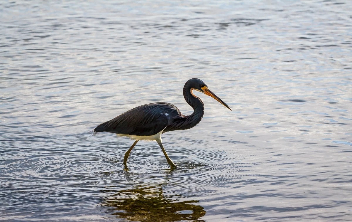 Secret-Heron-Lagoons-Of-Florida8217s-J.N.-8220Ding8221-Darling-Refuge secret-heron-lagoons-of-floridas-j-n-ding-darling-refuge