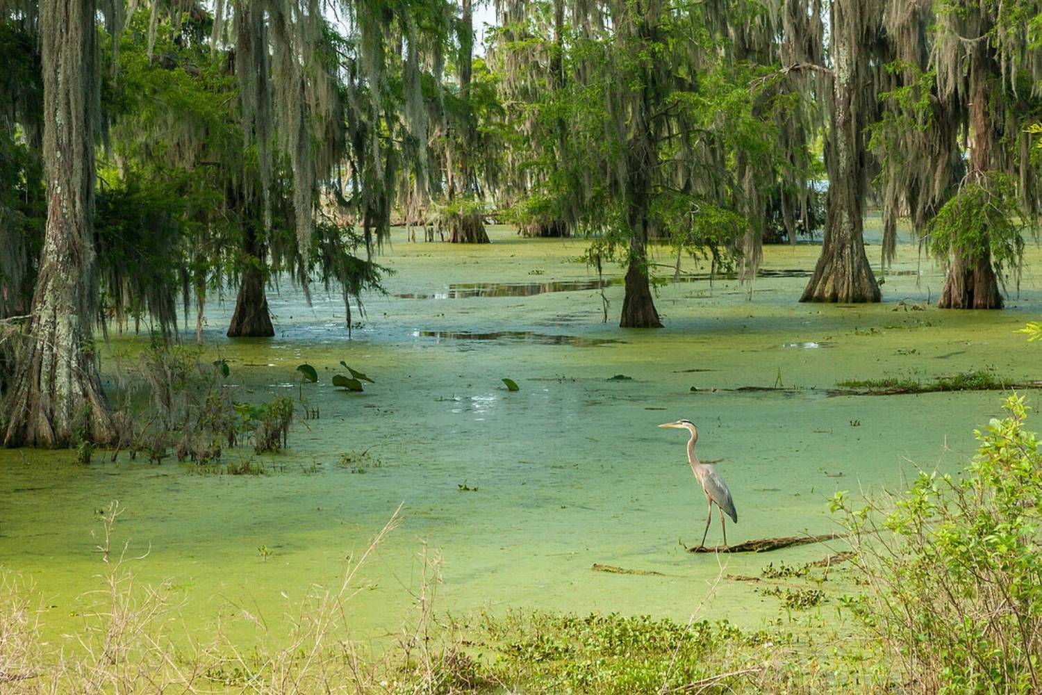 Secret-Heron-Rookeries-In-Louisiana8217s-Atchafalaya-Basin secret-heron-rookeries-in-louisianas-atchafalaya-basin