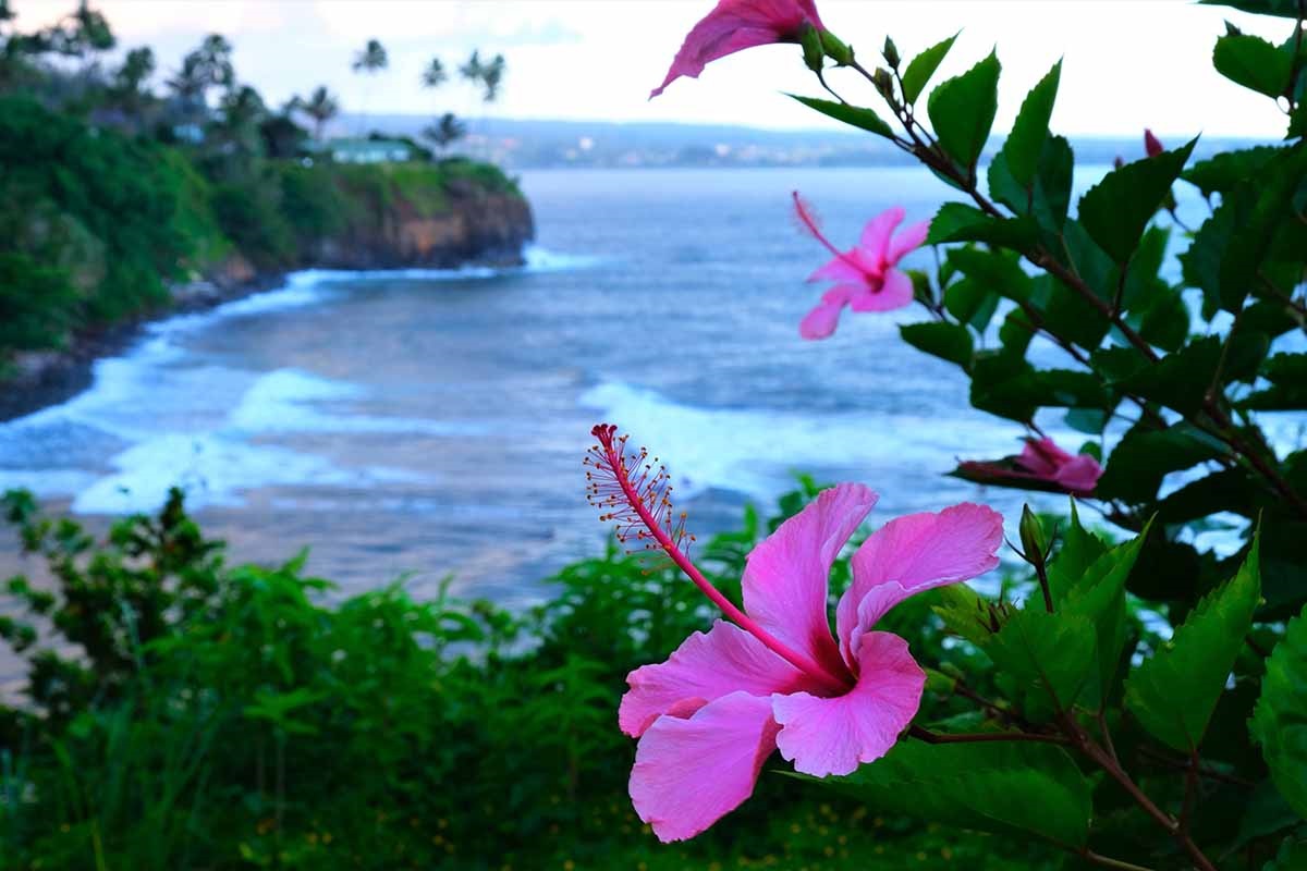 Secret-Hibiscus-Harbors-Of-Tropical-Inlets secret-hibiscus-harbors-of-tropical-inlets