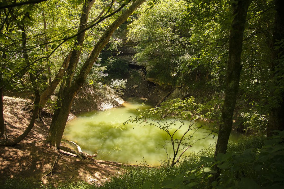 secret-honey-locust-groves-in-indianas-hoosier-national-forest