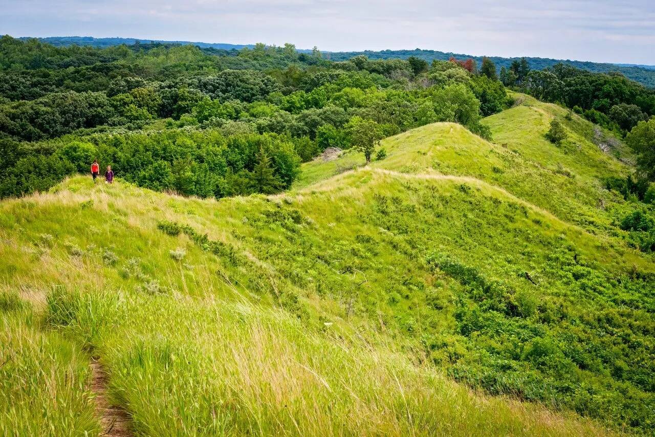 Secret-Honey-Locust-Groves-In-Iowa8217s-Loess-Hills secret-honey-locust-groves-in-iowas-loess-hills