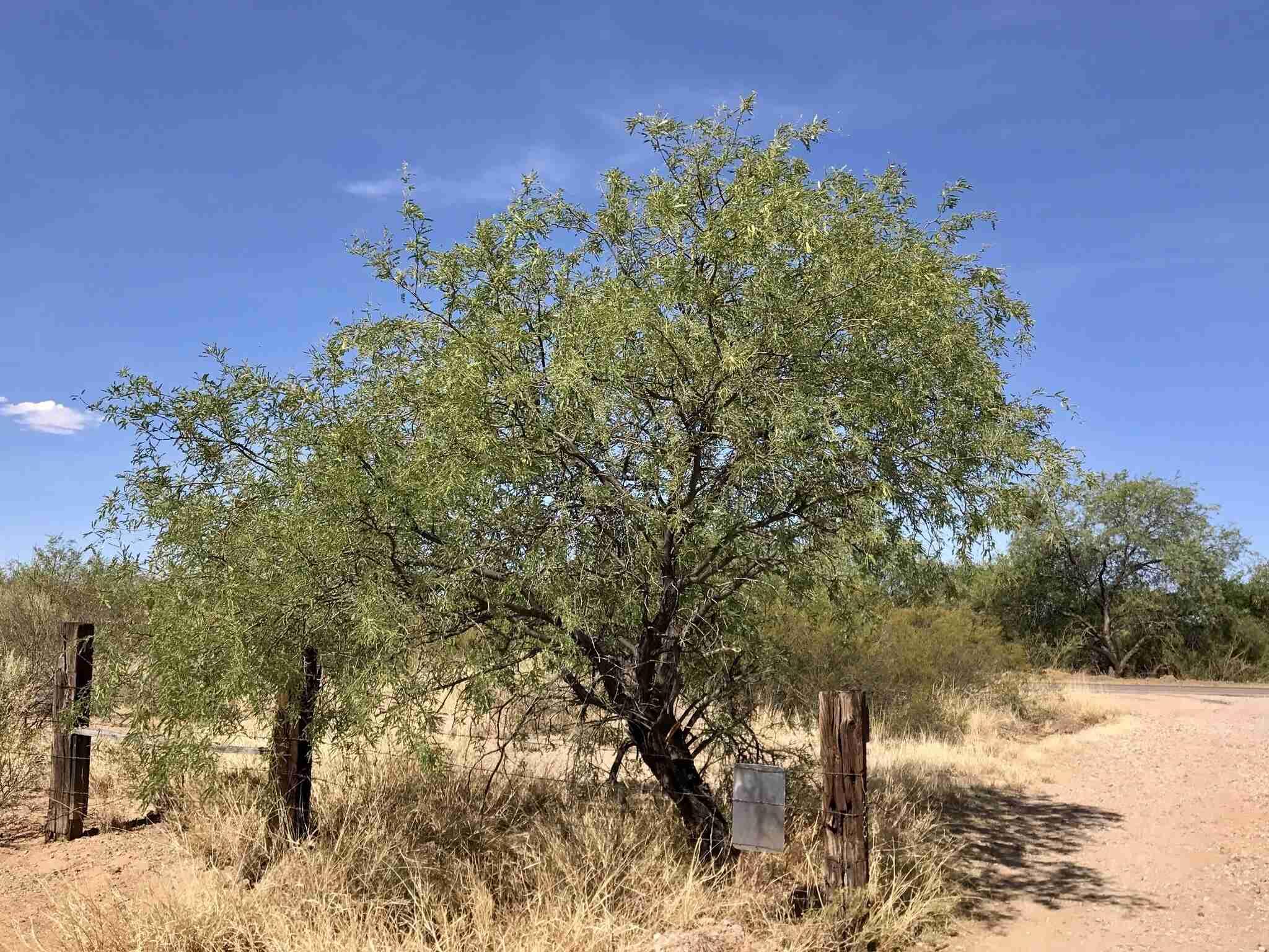 secret-honey-mesquite-forests-in-arizonas-sonoran-desert