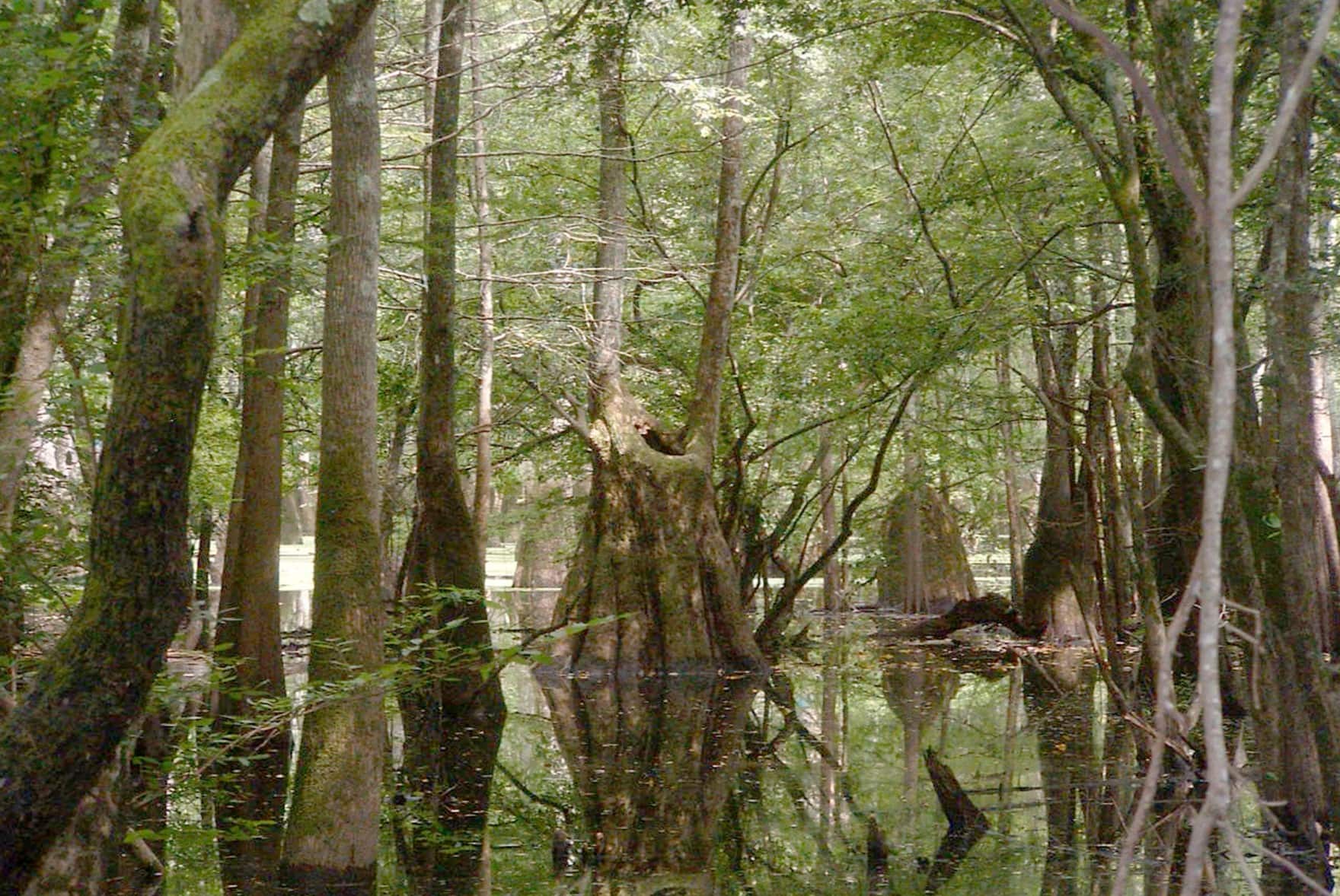 Secret-Honey-Spots-In-Arkansas-Swamps secret-honey-spots-in-arkansas-swamps