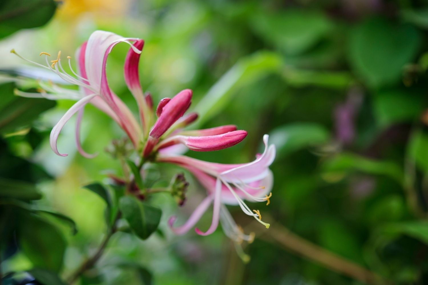 Secret-Honeysuckle-Hollows-Of-The-Fragrant-Foothills secret-honeysuckle-hollows-of-the-fragrant-foothills