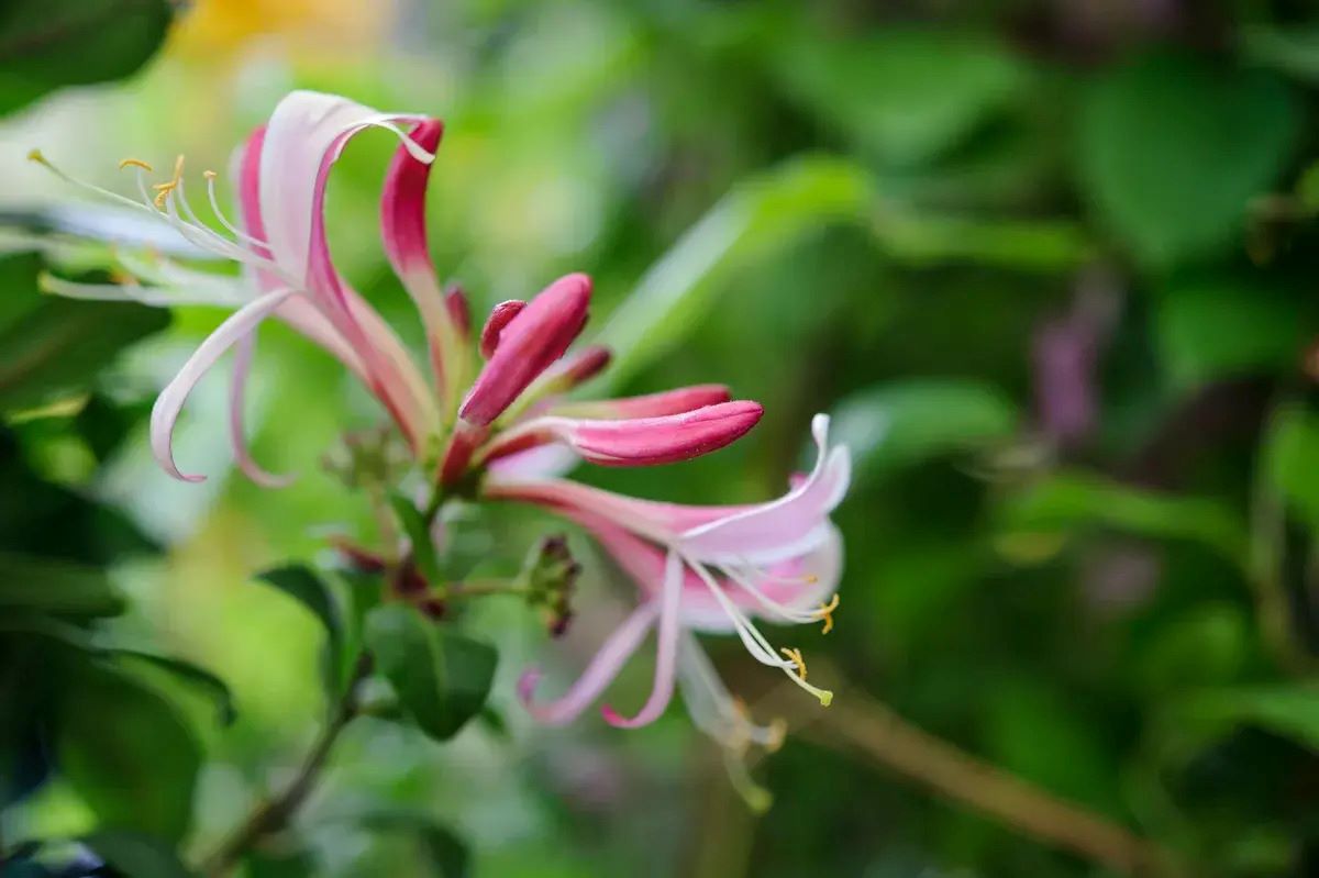 Secret-Honeysuckle-Paths-In-The-Fragrant-Foothills secret-honeysuckle-paths-in-the-fragrant-foothills