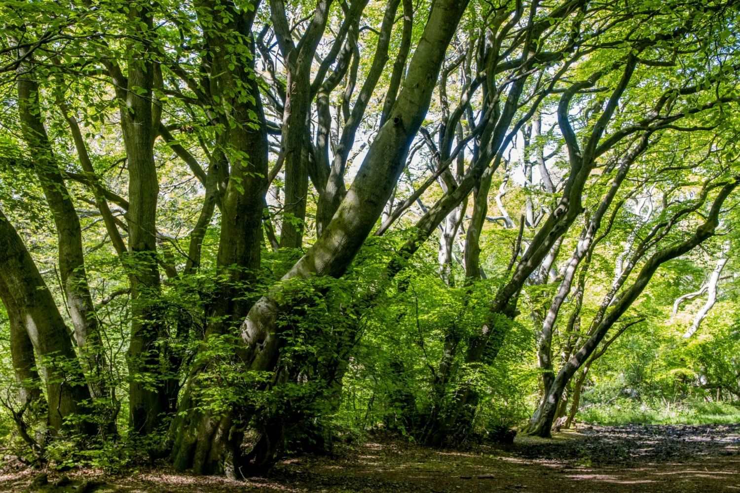 Secret-Hornbeam-Hollows-Of-Hardwood-Hills secret-hornbeam-hollows-of-hardwood-hills