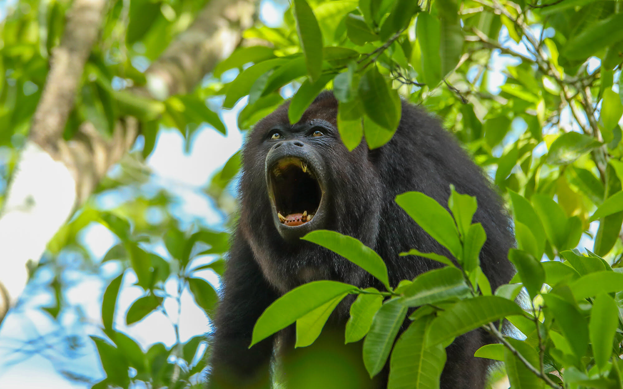 Secret-Howler-Monkey-Haunts-Of-The-Canopy-Kingdoms secret-howler-monkey-haunts-of-the-canopy-kingdoms