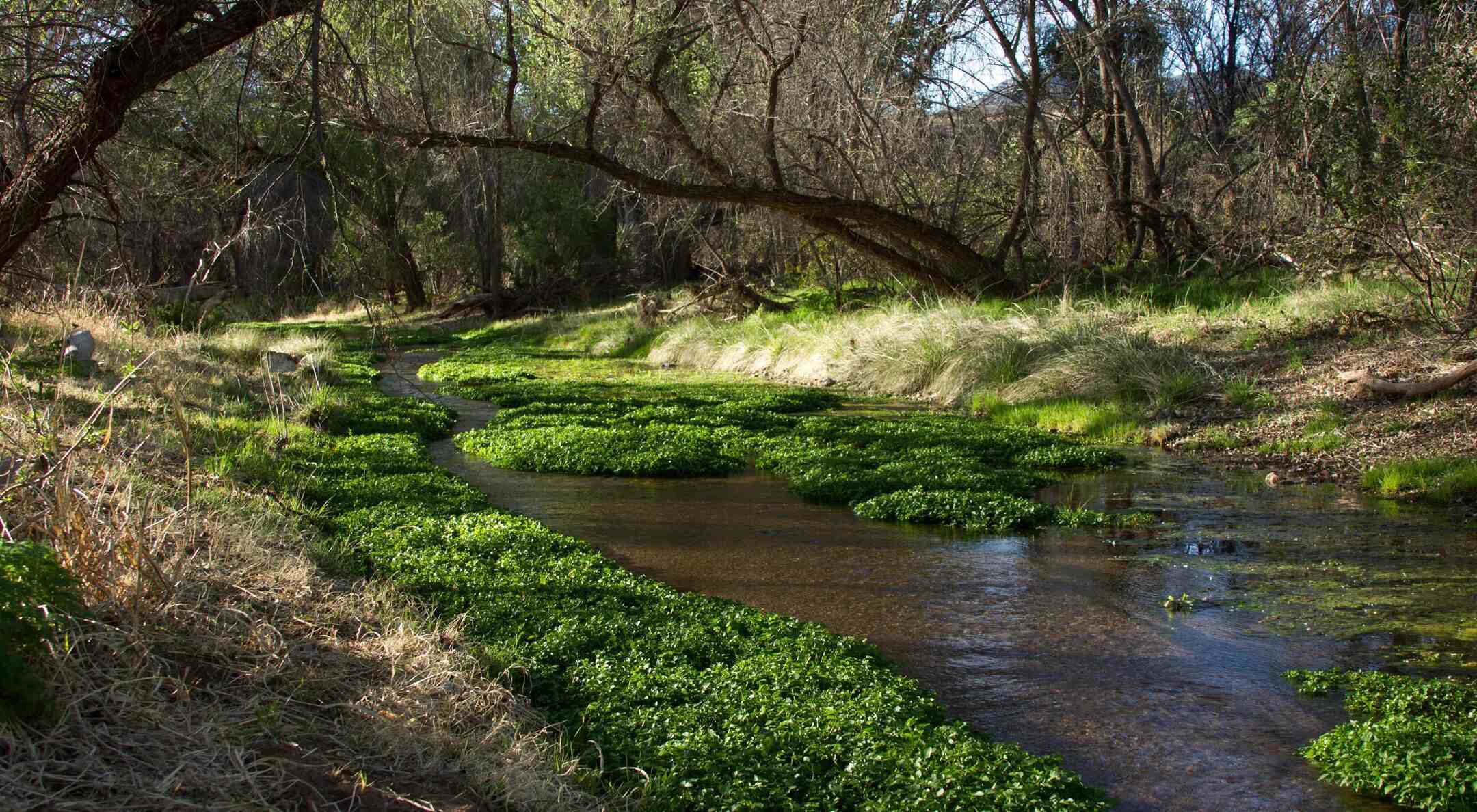 secret-hummingbird-havens-in-arizonas-patagonia-sonoita-creek-preserve
