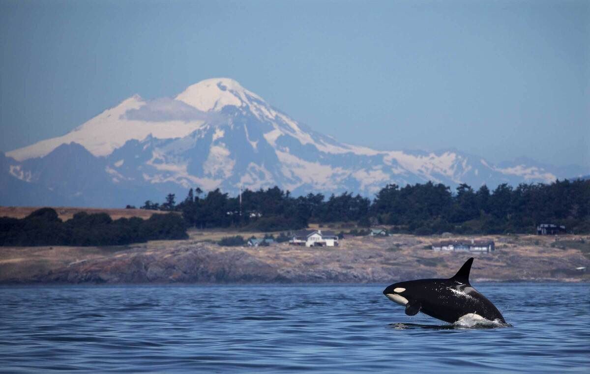 Secret-Orca-Rubbing-Beaches-Of-Alaska secret-orca-rubbing-beaches-of-alaska