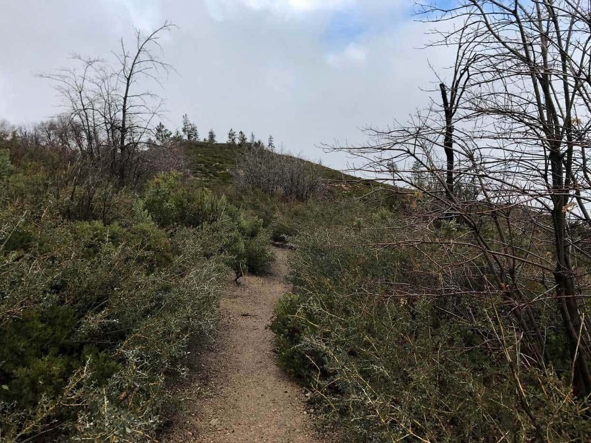 Secret-Paths-In-Lake-Arrowhead-Forest secret-paths-in-lake-arrowhead-forest