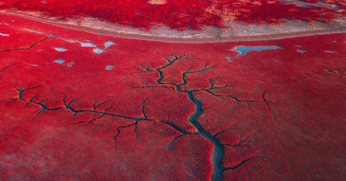 Secret-Red-Beach-Of-Panjin-China8217s-Hidden-Coastline secret-red-beach-of-panjin-chinas-hidden-coastline