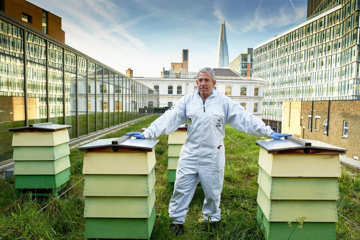 secret-rooftop-beehives-of-new-york