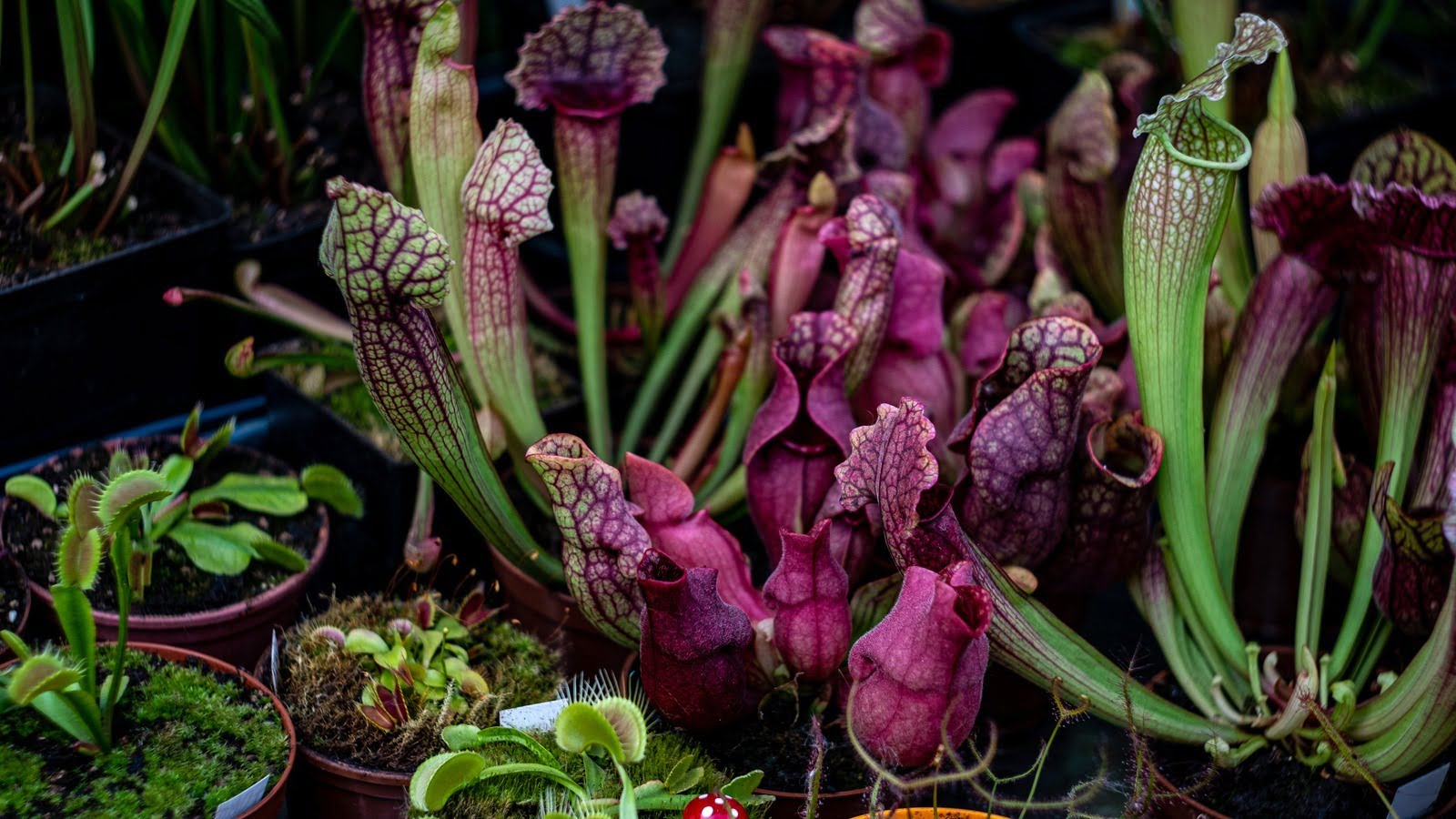 Secret-Rooftop-Carnivorous-Plant-Gardens-Of-Borneo secret-rooftop-carnivorous-plant-gardens-of-borneo