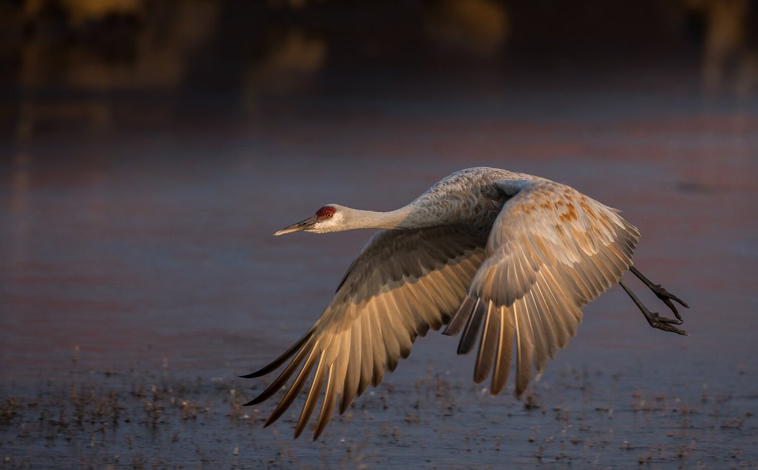 Secret-Sandhill-Crane-Gathering-In-Indiana8217s-Jasper-Pulaski-Wildlife-Area secret-sandhill-crane-gathering-in-indianas-jasper-pulaski-wildlife-area