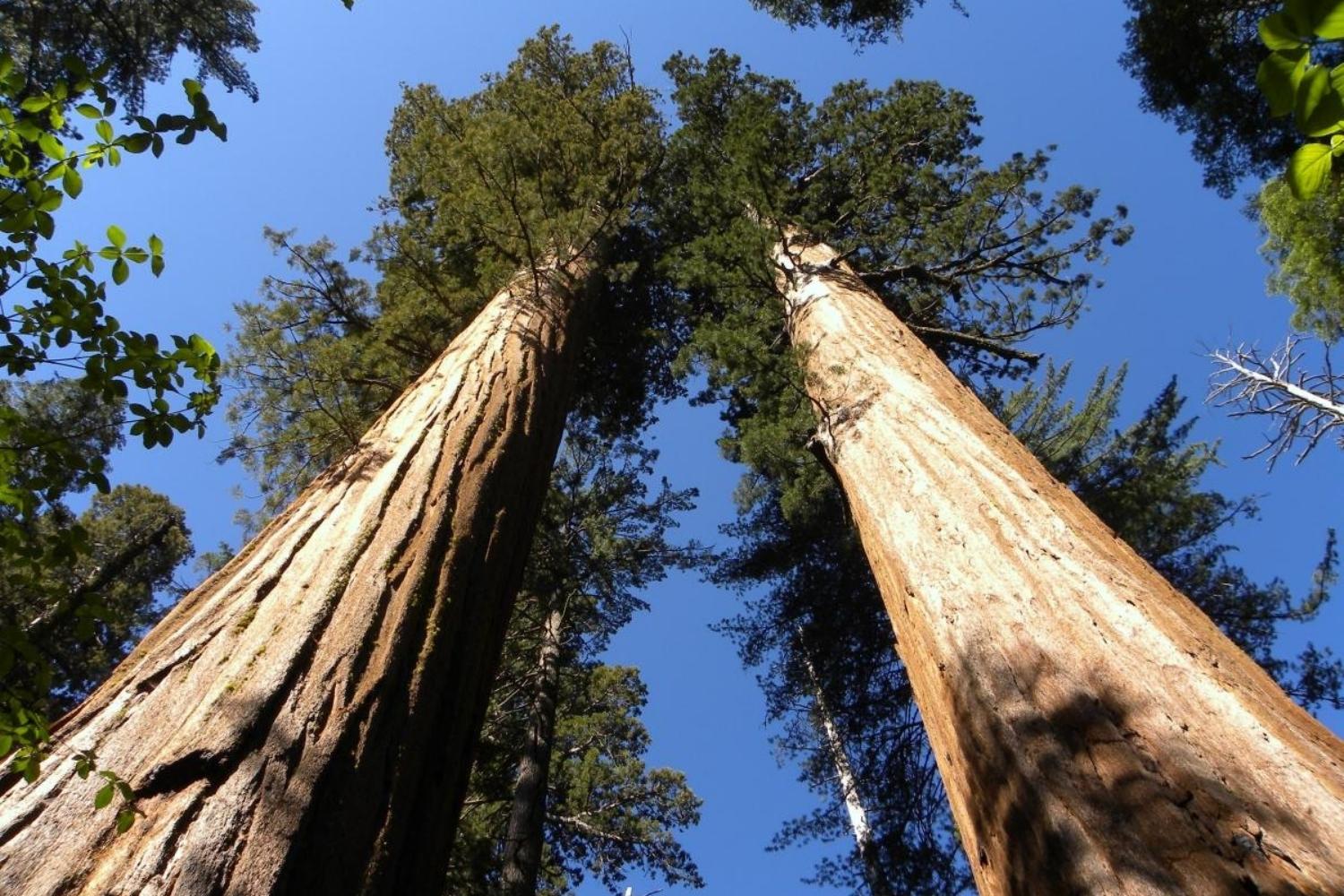 Secret-Sequoia-Groves-In-California8217s-Calaveras-Big-Trees-Park secret-sequoia-groves-in-californias-calaveras-big-trees-park