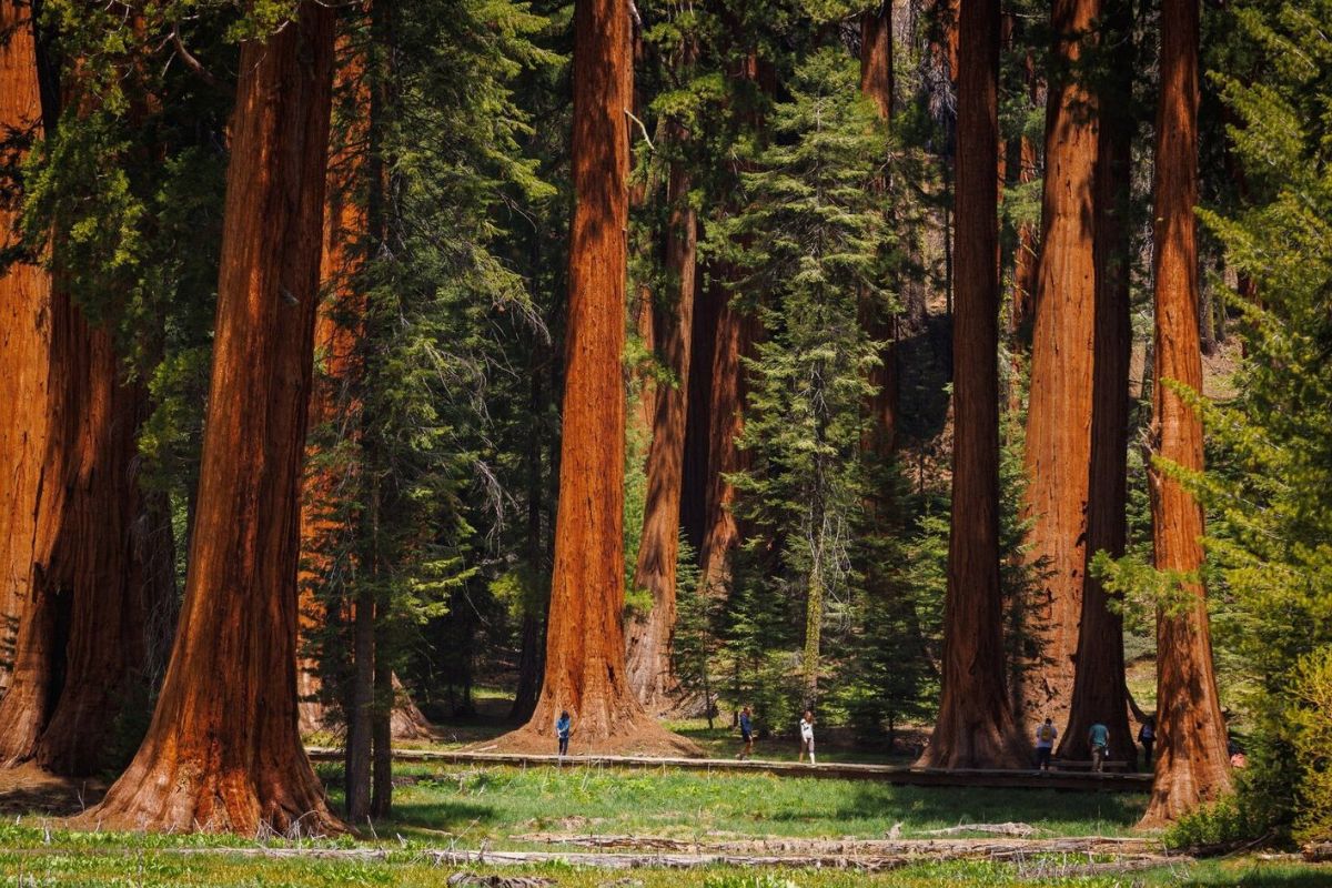secret-sequoia-groves-in-californias-national-park