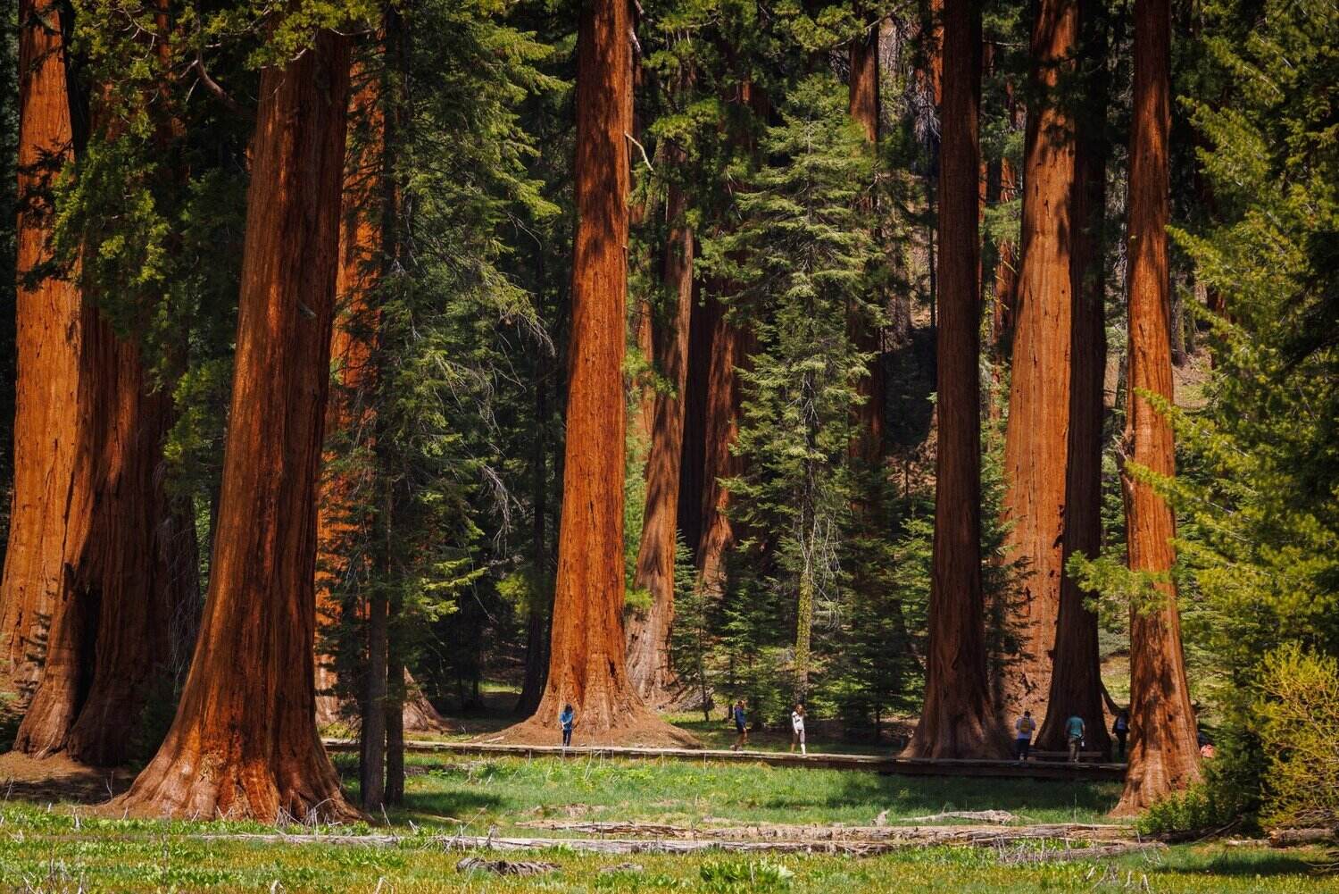Secret-Sequoia-Groves-In-Giant-Forest-California secret-sequoia-groves-in-giant-forest-california