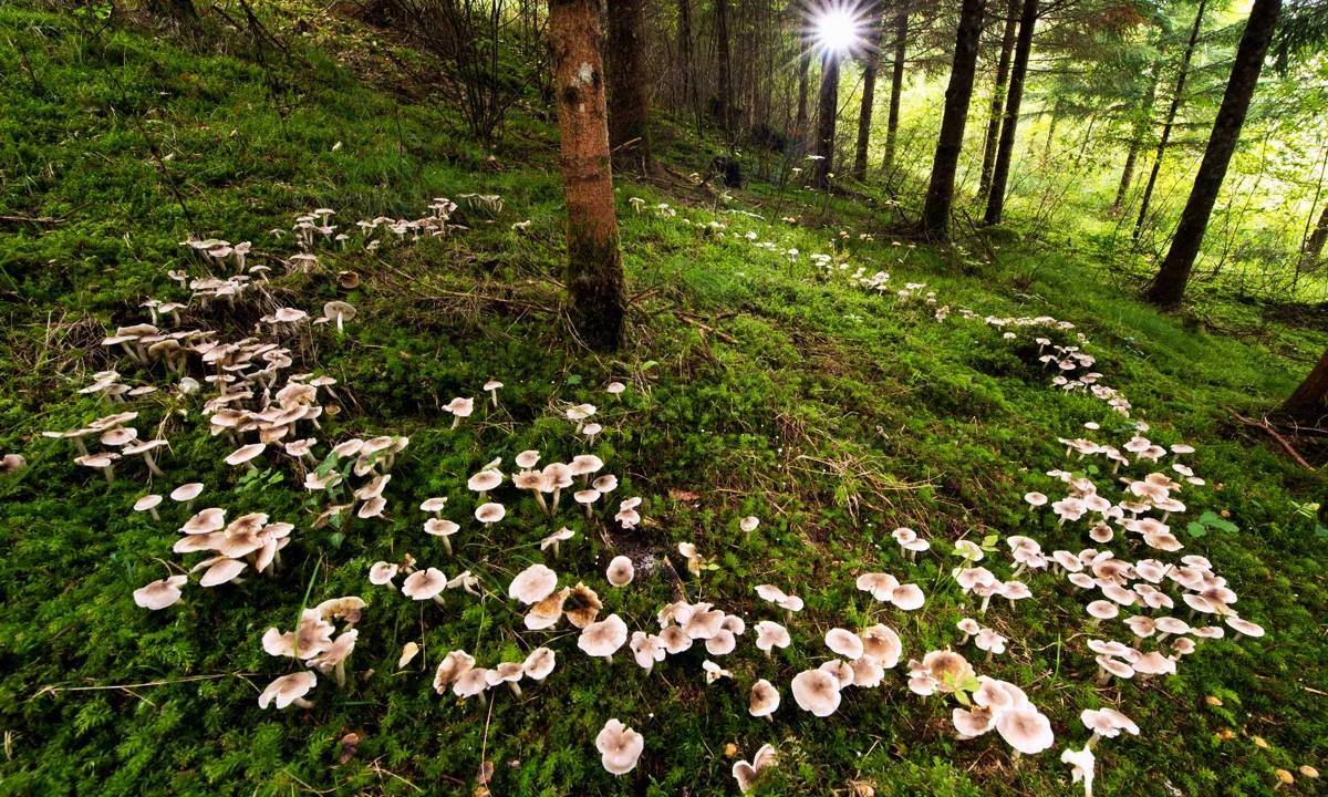 Secret-Underground-Fungal-Labs-Of-Oregon secret-underground-fungal-labs-of-oregon