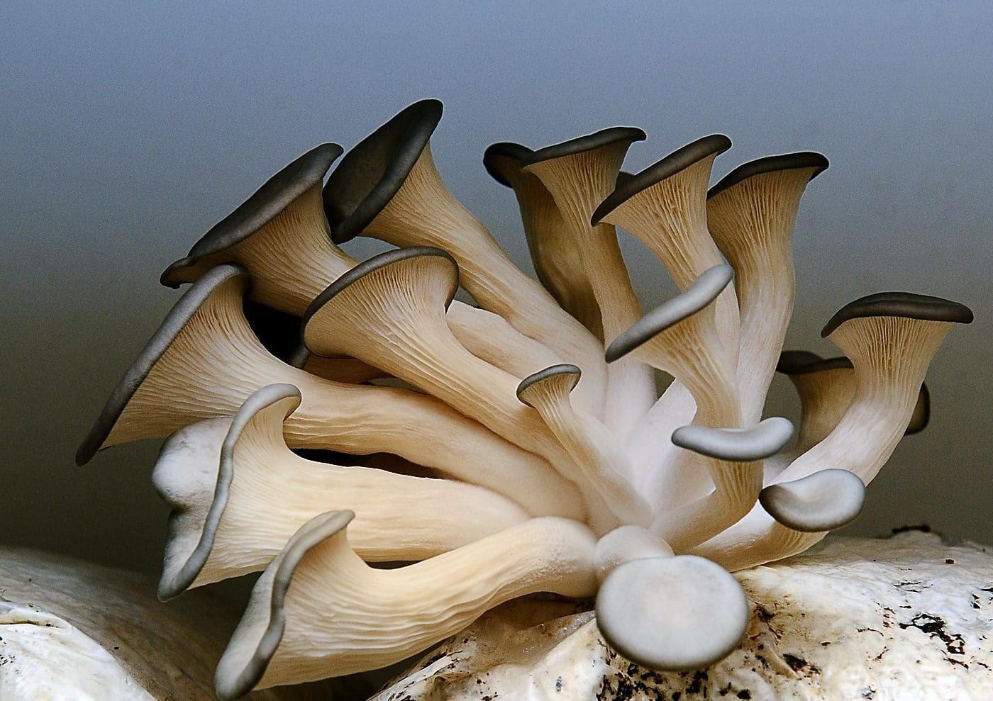 Secret-Vertical-Mushroom-Farms-Of-Seattle-Hidden-In-Plain-Sight secret-vertical-mushroom-farms-of-seattle-hidden-in-plain-sight
