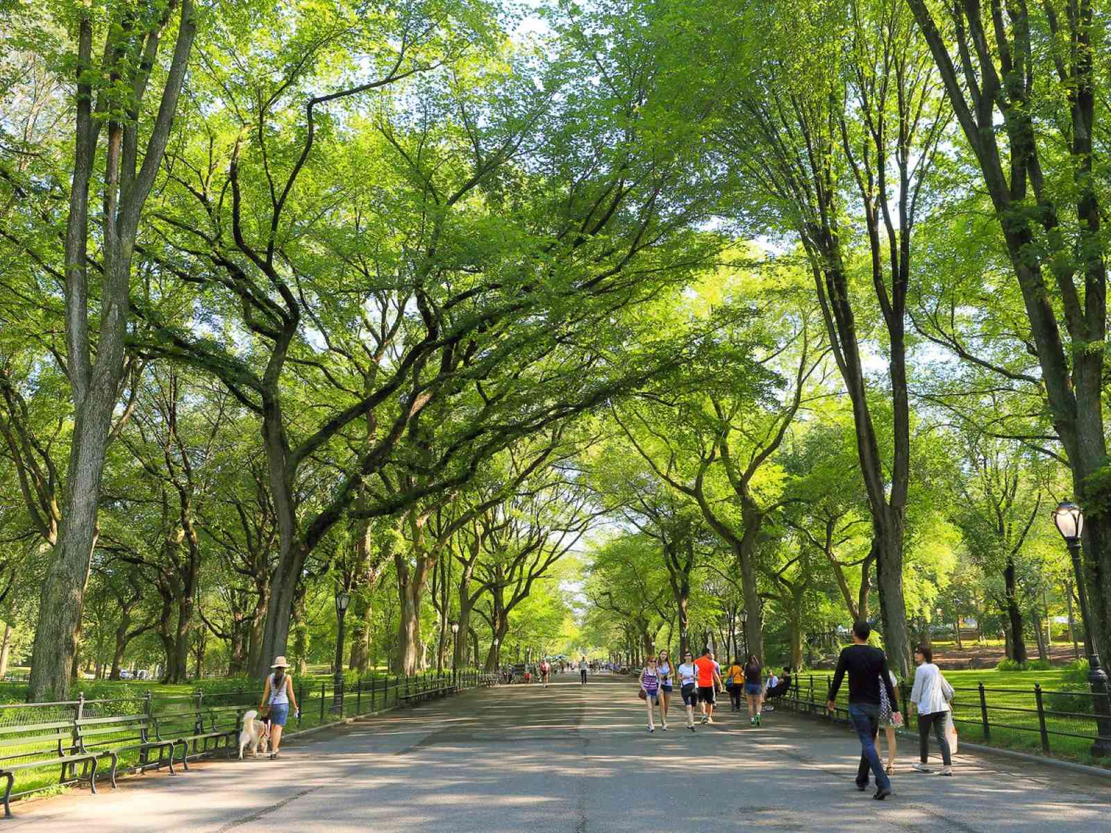 Secret-Weeping-Willow-Groves-Of-Central-Park secret-weeping-willow-groves-of-central-park