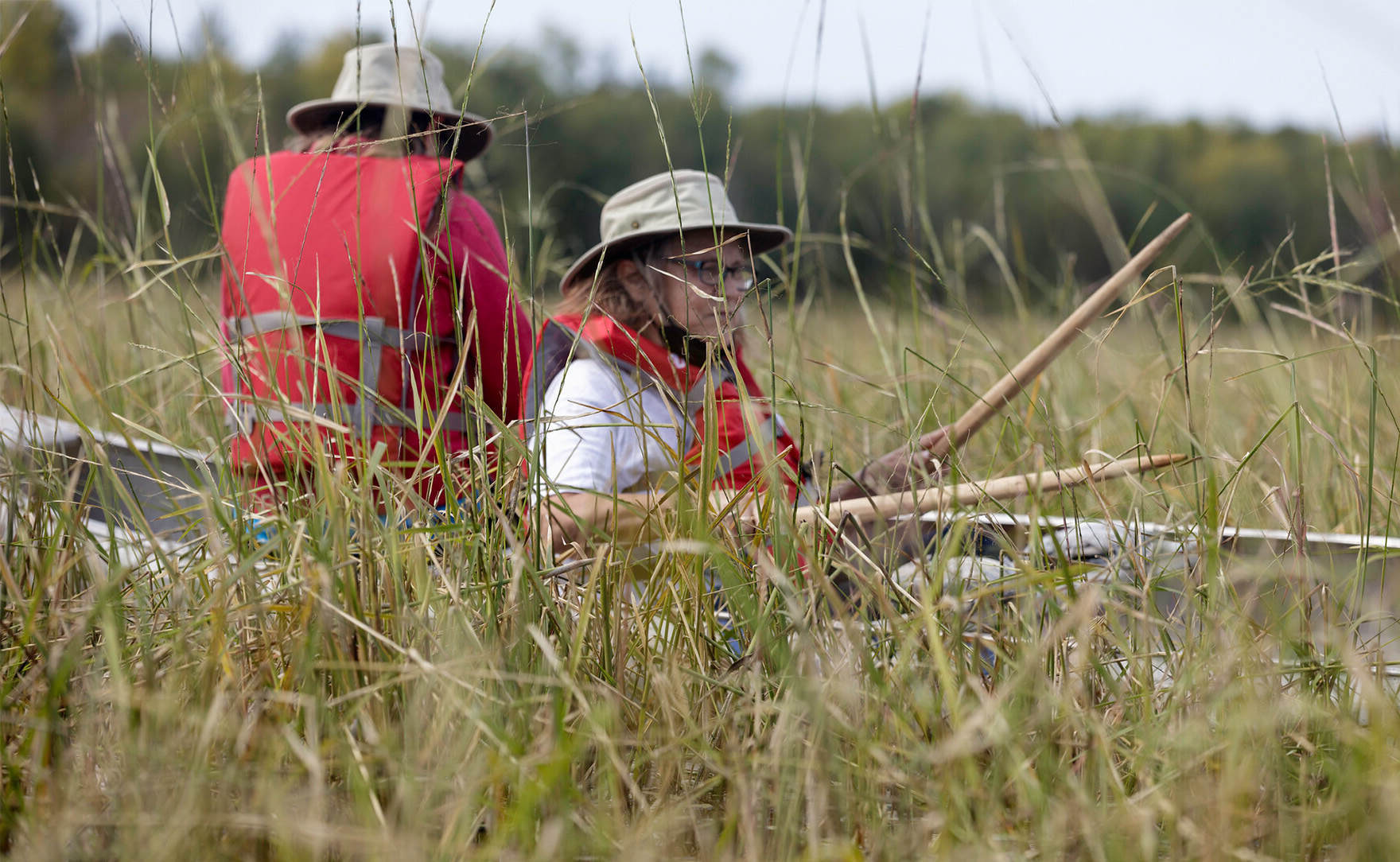 secret-wild-rice-harvesting-locations-of-minnesota-touristsecrets