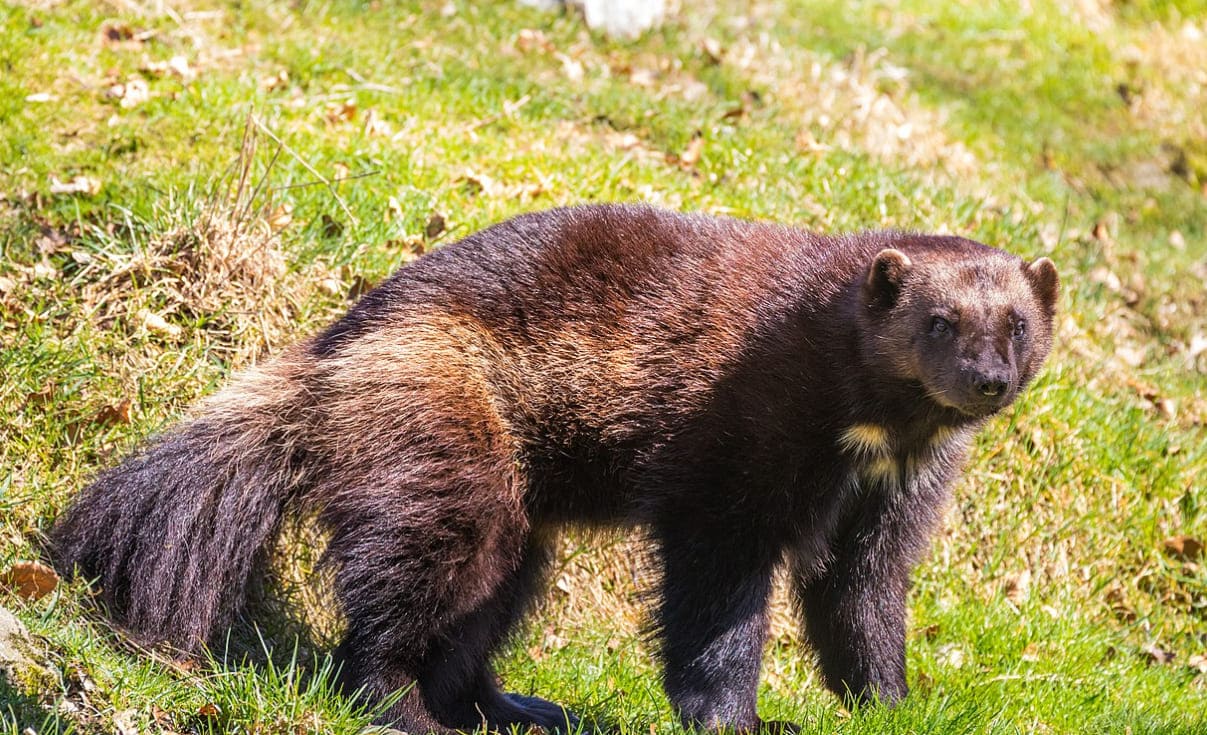 Secret-Wolverine-Dens-In-Michigan8217s-Upper-Peninsula secret-wolverine-dens-in-michigans-upper-peninsula