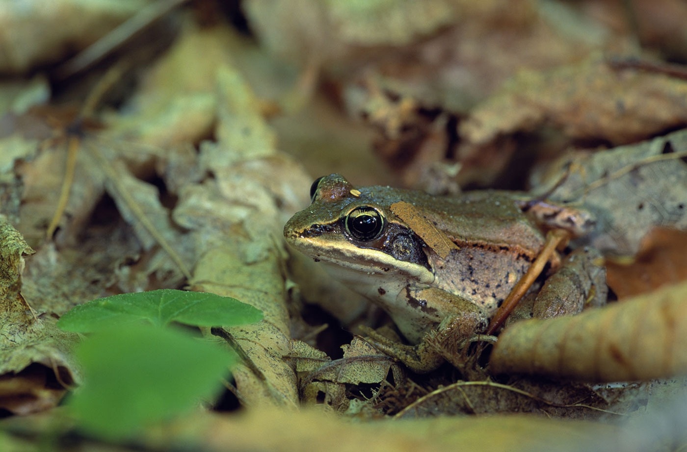 Secret-Wood-Frog-Choruses-In-Maine8217s-North-Woods secret-wood-frog-choruses-in-maines-north-woods