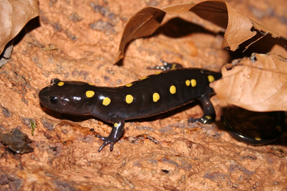 Secretive-Salamander-Pools-In-The-Smokies secretive-salamander-pools-in-the-smokies