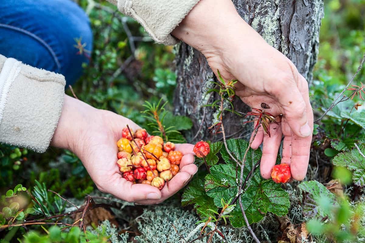 Secrets-Of-Alaska8217s-Cloudberry-Bogs secrets-of-alaskas-cloudberry-bogs