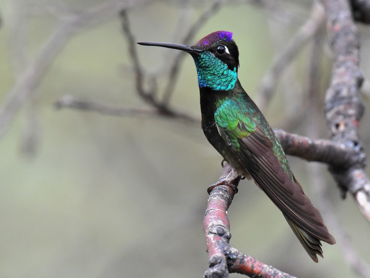 Secrets-Of-Arizona8217s-Sky-Island-Hummingbird-Havens secrets-of-arizonas-sky-island-hummingbird-havens
