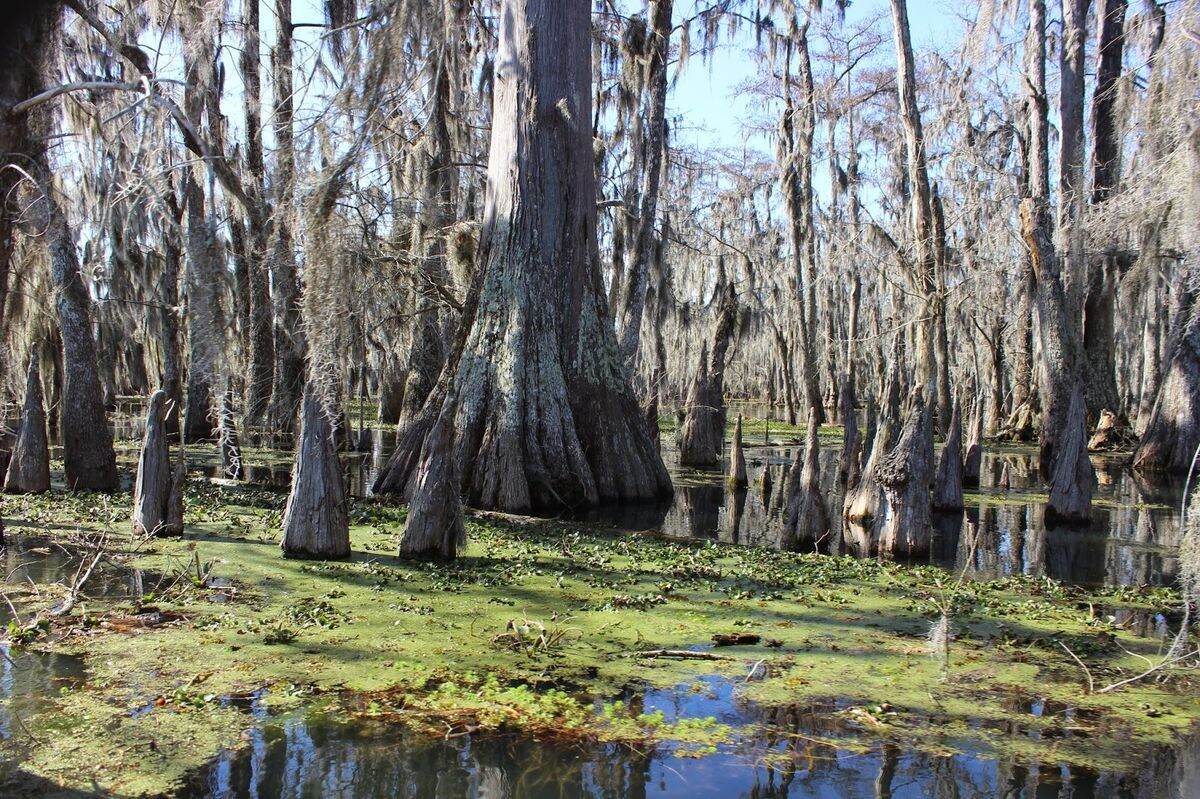 Secrets-Of-Breaux-Bridge8217s-Hidden-Bayous secrets-of-breaux-bridges-hidden-bayous