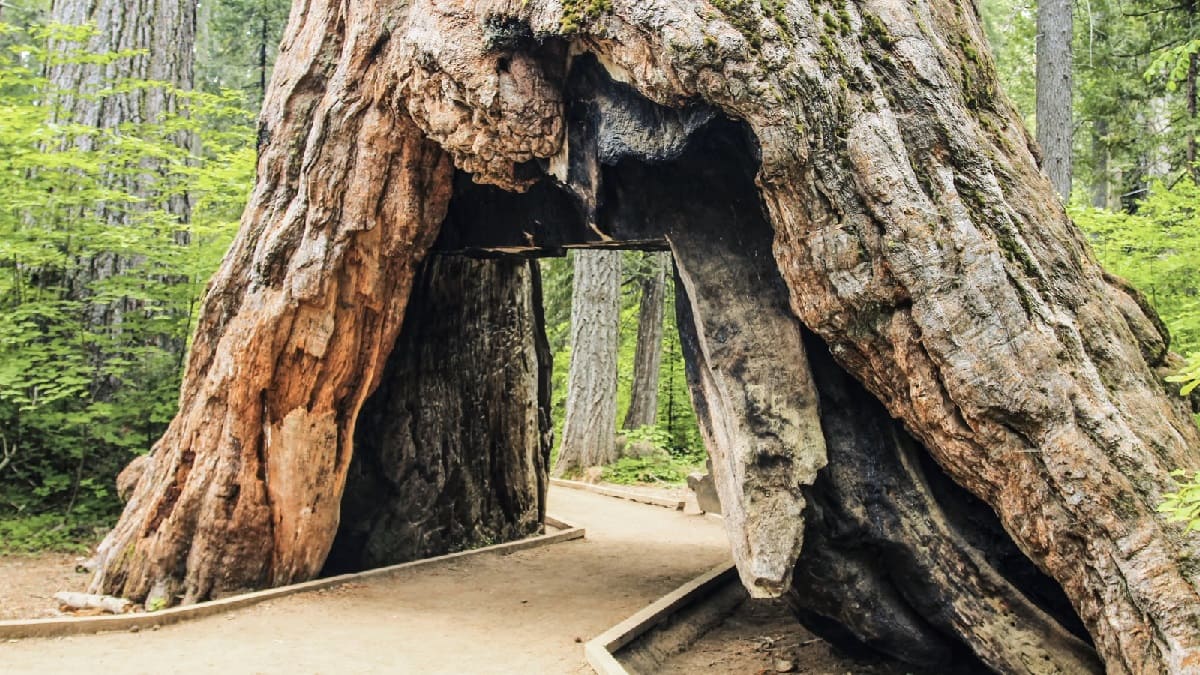 Secrets-Of-California8217s-Sequoia-Hollow-Logs secrets-of-californias-sequoia-hollow-logs