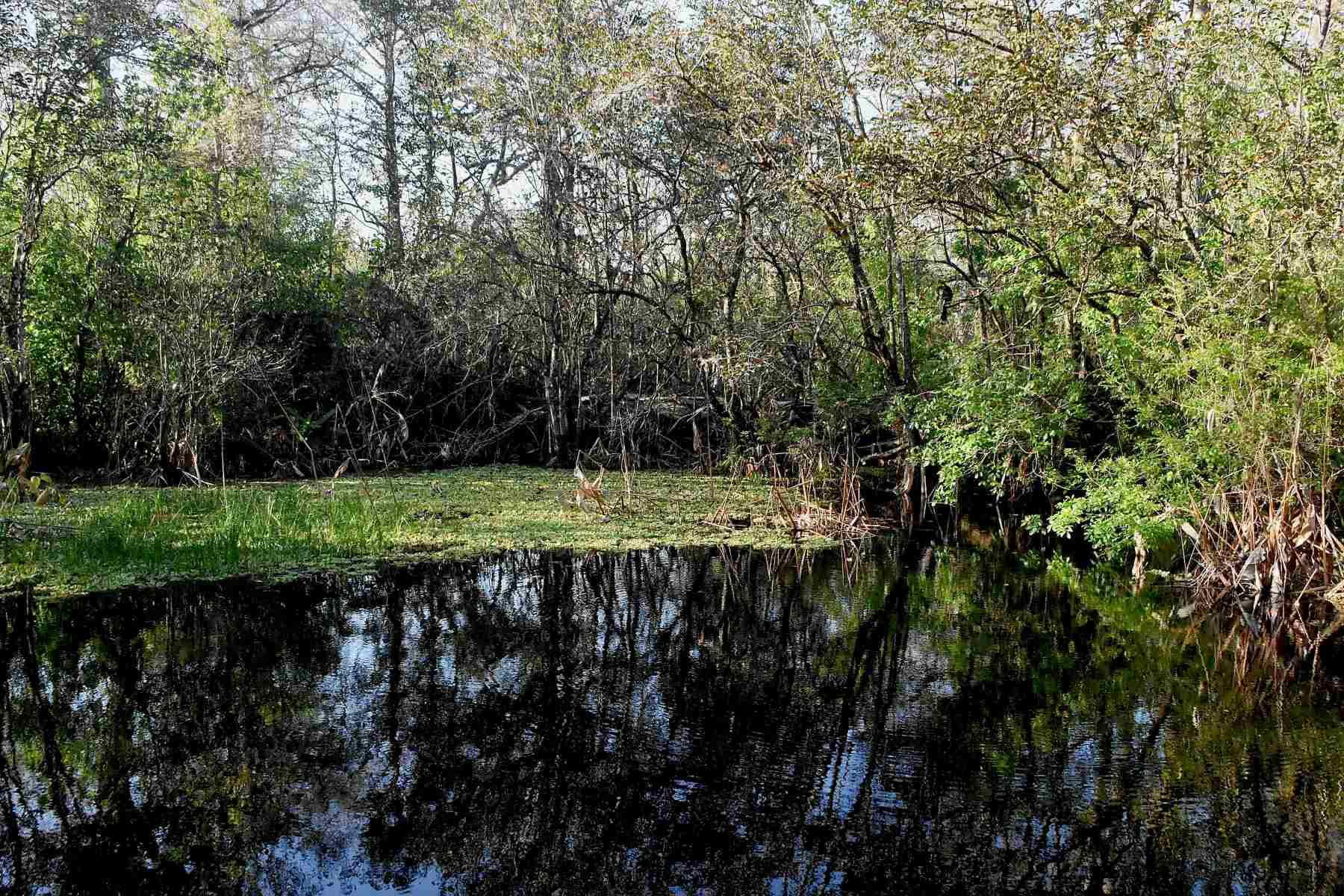 Secrets-Of-Florida8217s-Corkscrew-Swamp-Cypress-Domes secrets-of-floridas-corkscrew-swamp-cypress-domes