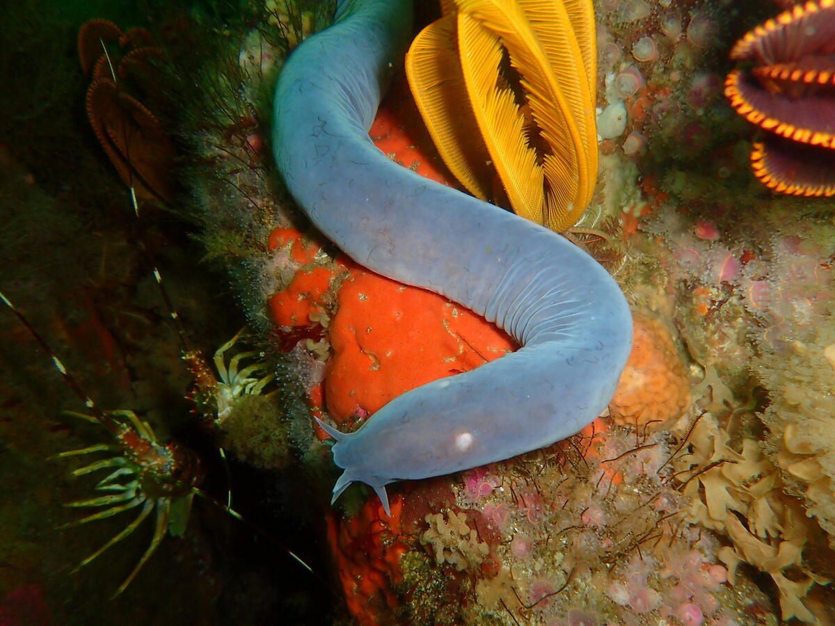 Secrets-Of-Hagfish-Habitats-In-The-Mariana-Trench secrets-of-hagfish-habitats-in-the-mariana-trench