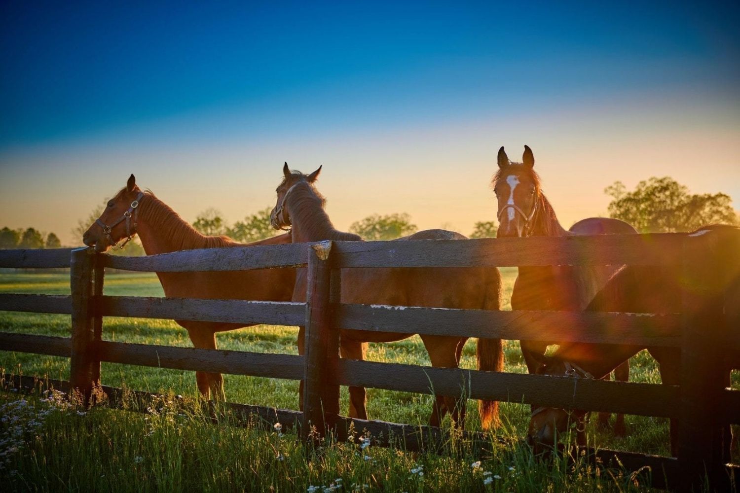 secrets-of-louisvilles-horse-farms