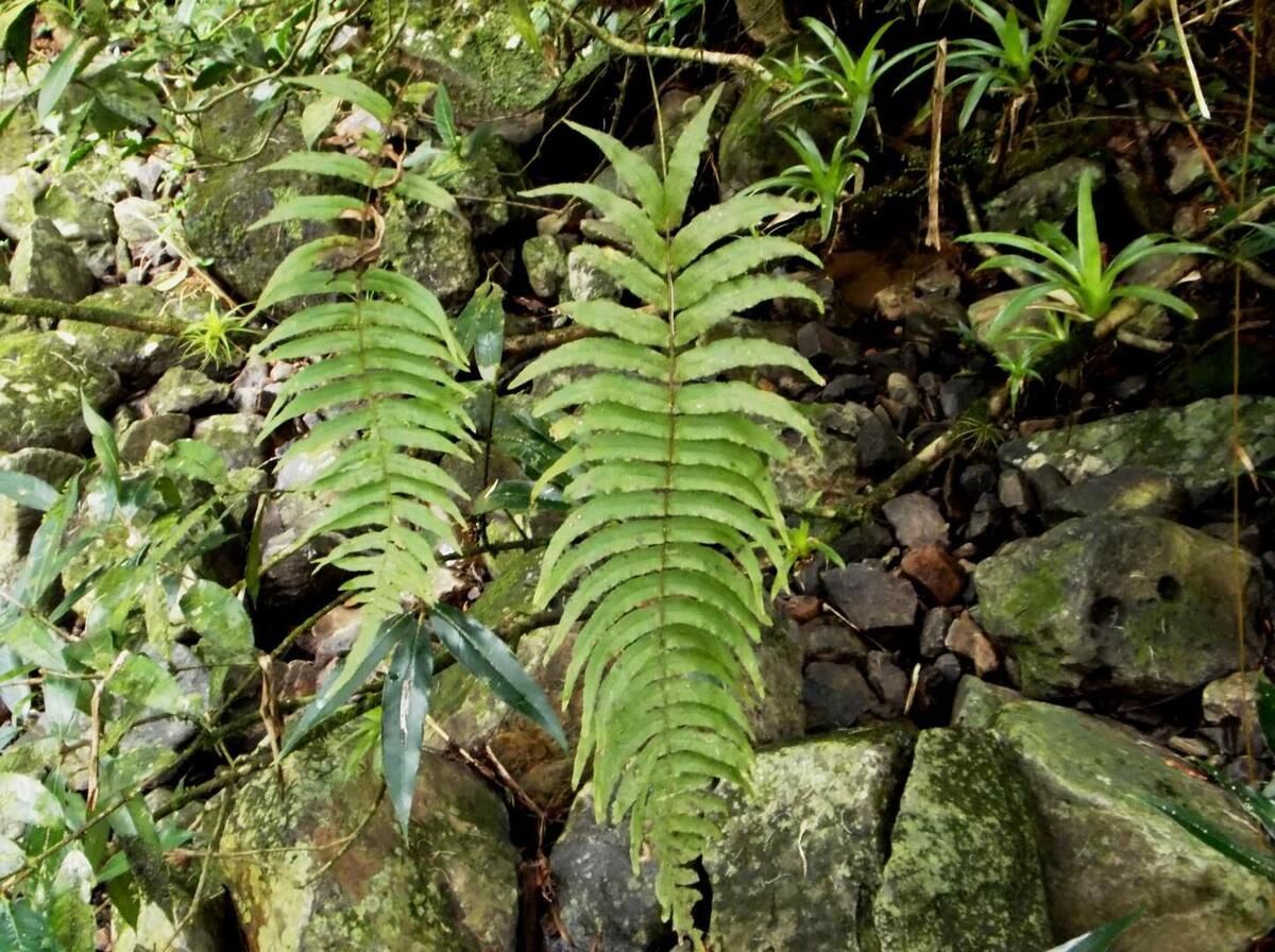 Secrets-Of-Puerto-Rico8217s-El-Yunque-Hanging-Ferns secrets-of-puerto-ricos-el-yunque-hanging-ferns