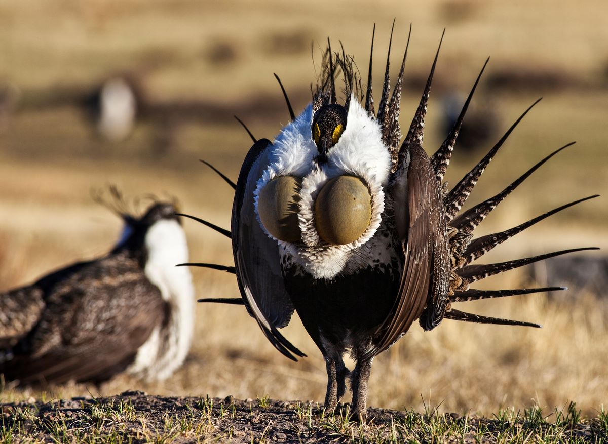 Secrets-Of-Sage-Grouse-Leks-In-Wyoming secrets-of-sage-grouse-leks-in-wyoming